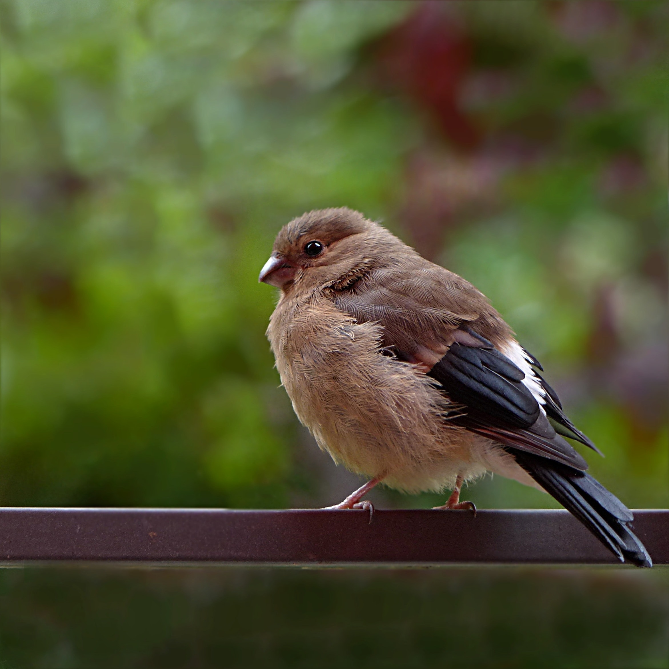 Bullfinch Wallpapers