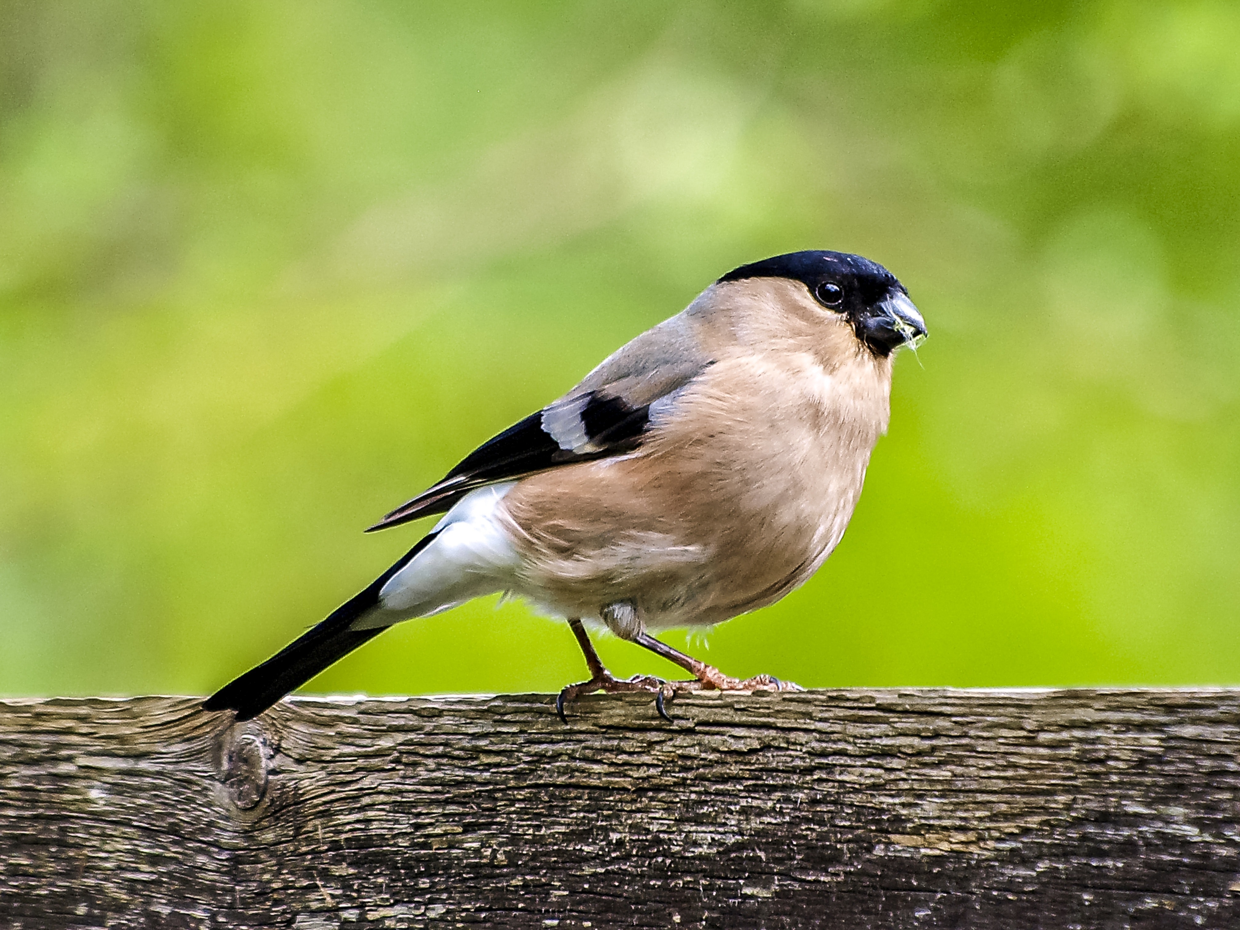 Bullfinch Wallpapers