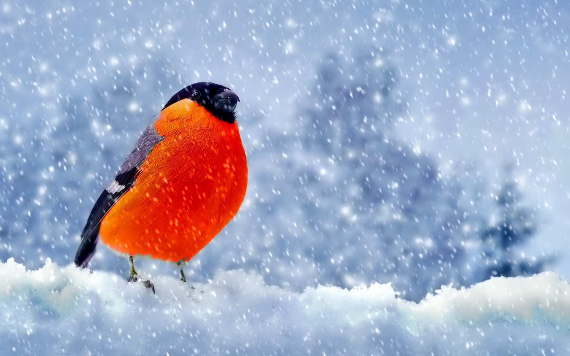 Bullfinch Wallpapers