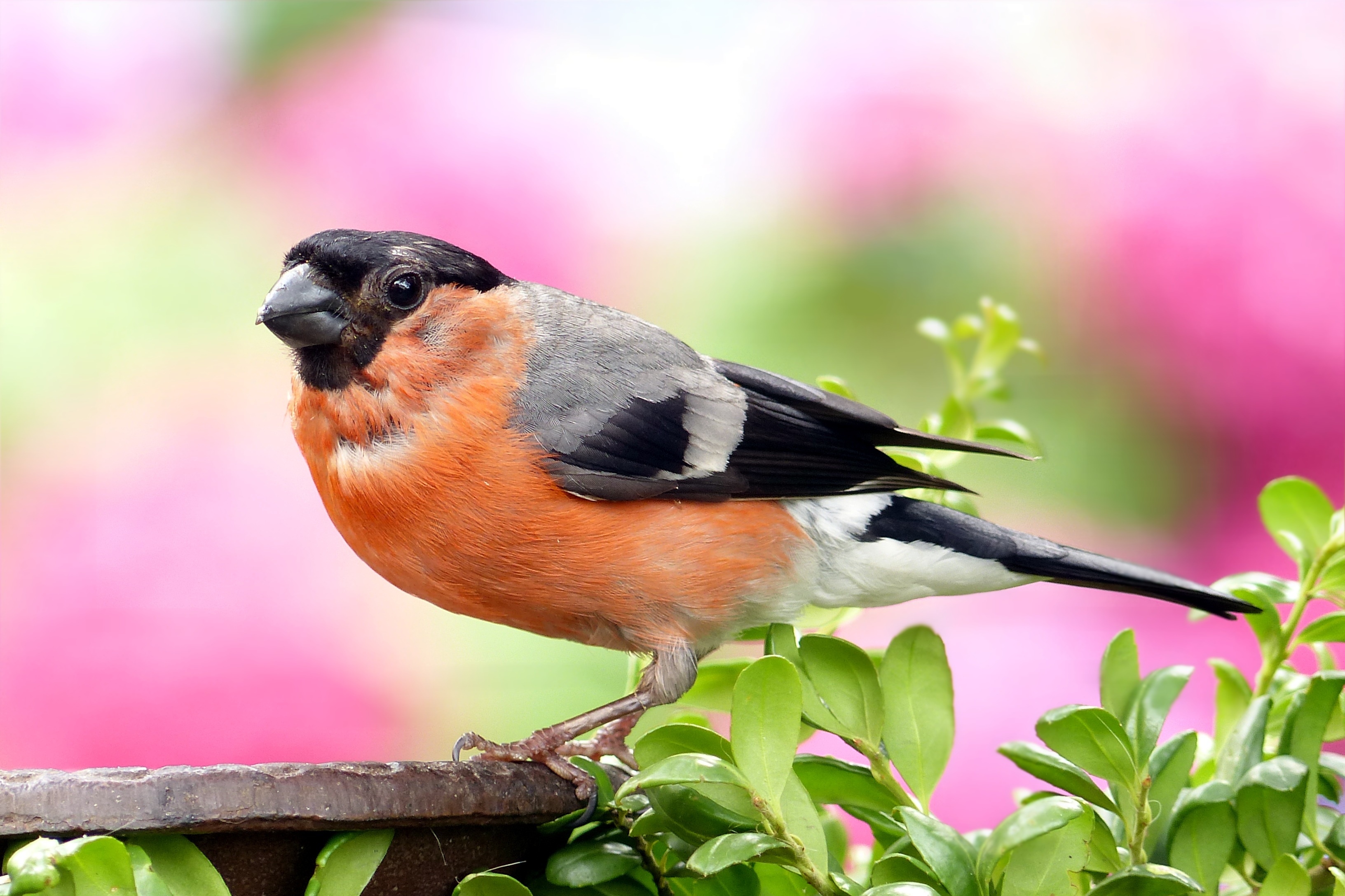 Bullfinch Wallpapers