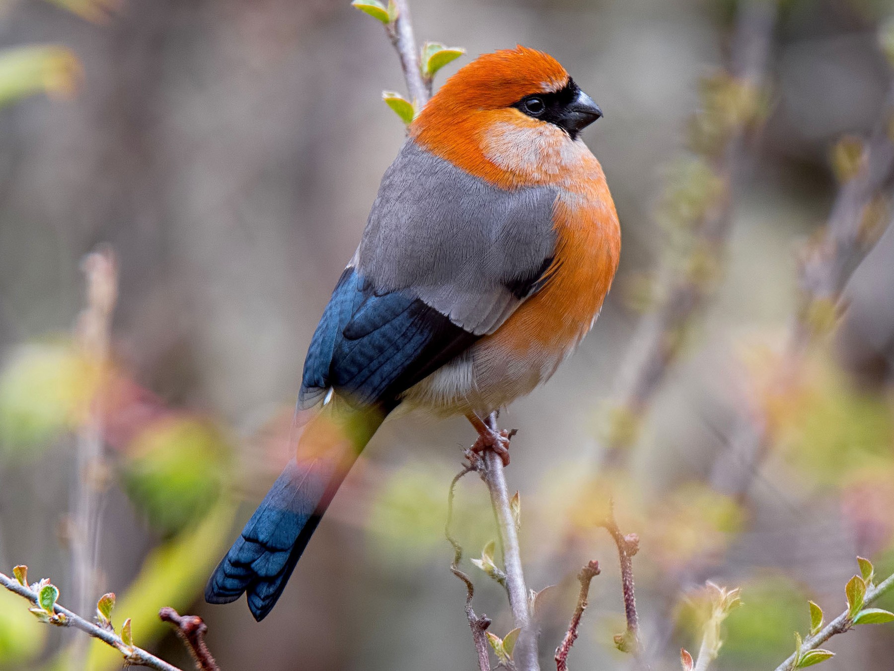 Bullfinch Wallpapers