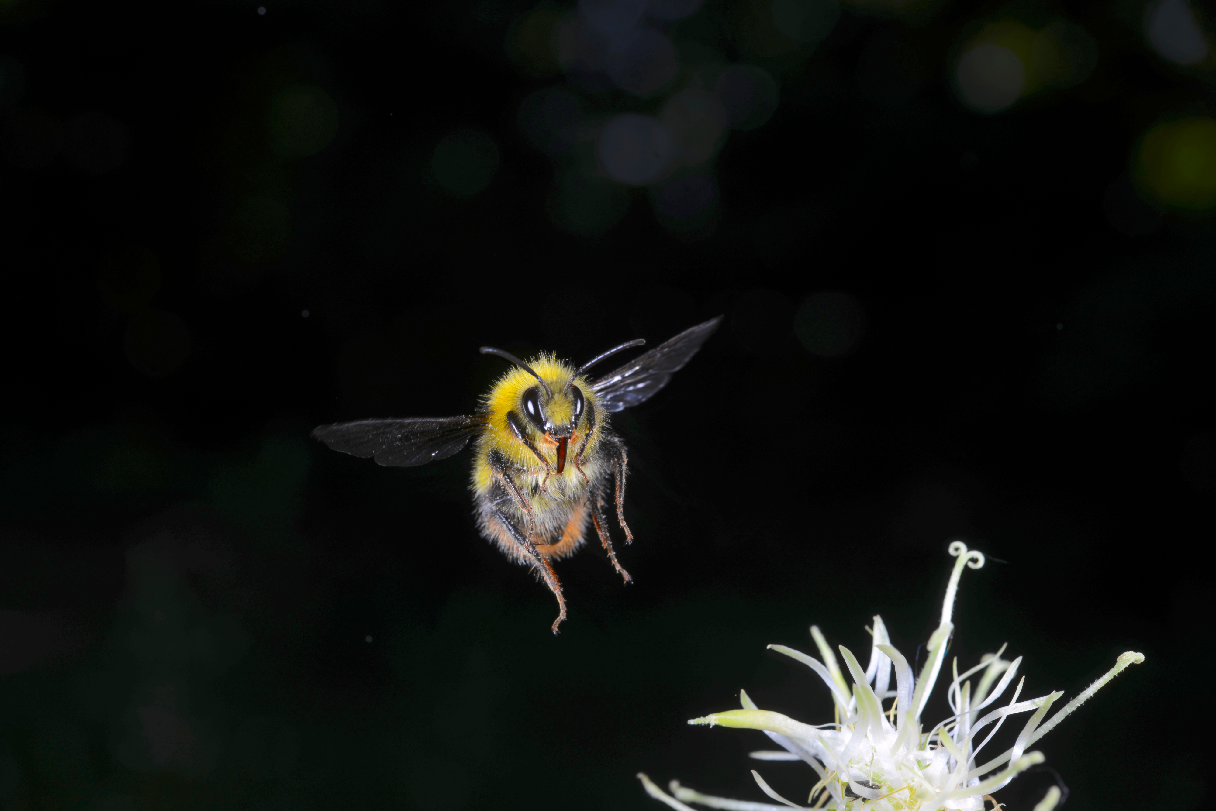 Bumblebee Insect Wallpapers