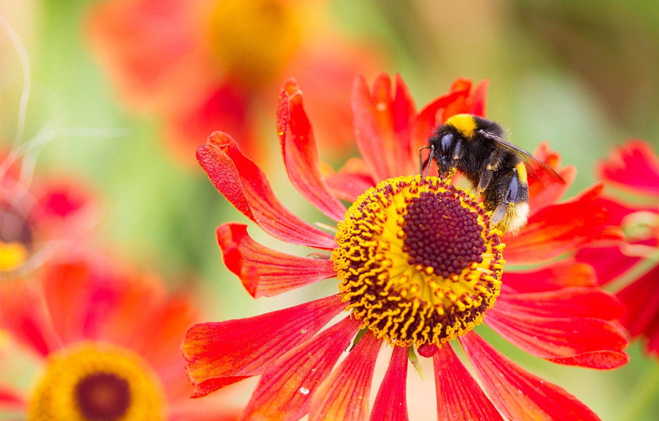 Bumblebee Insect Wallpapers