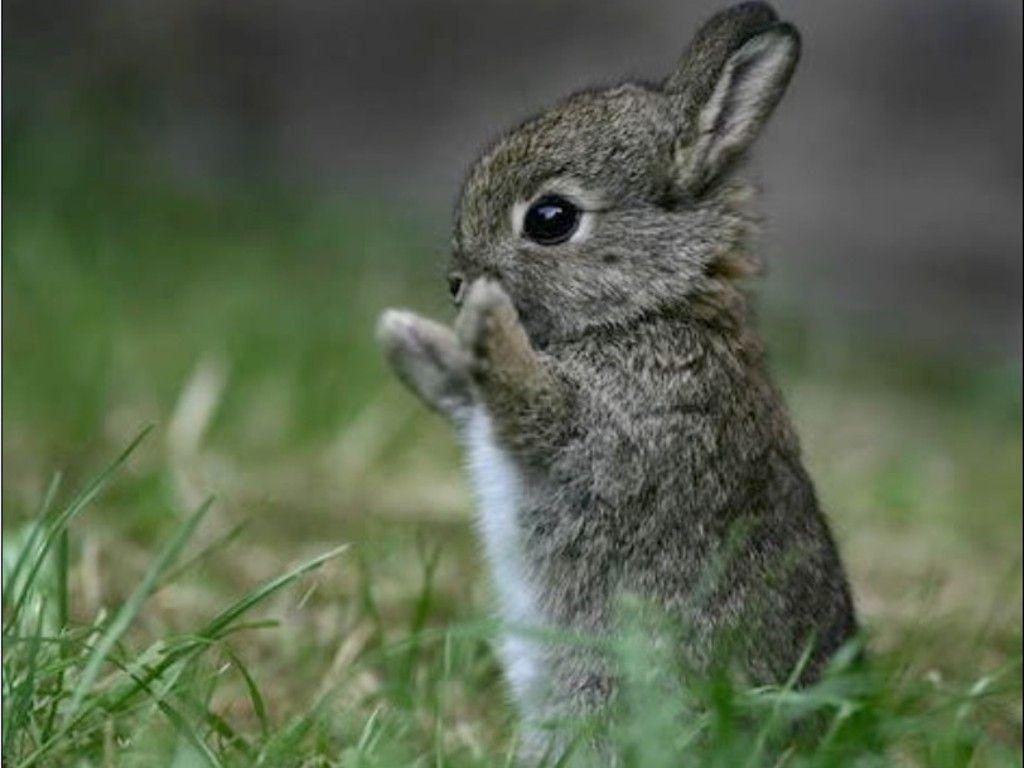 Bunny Backgrounds