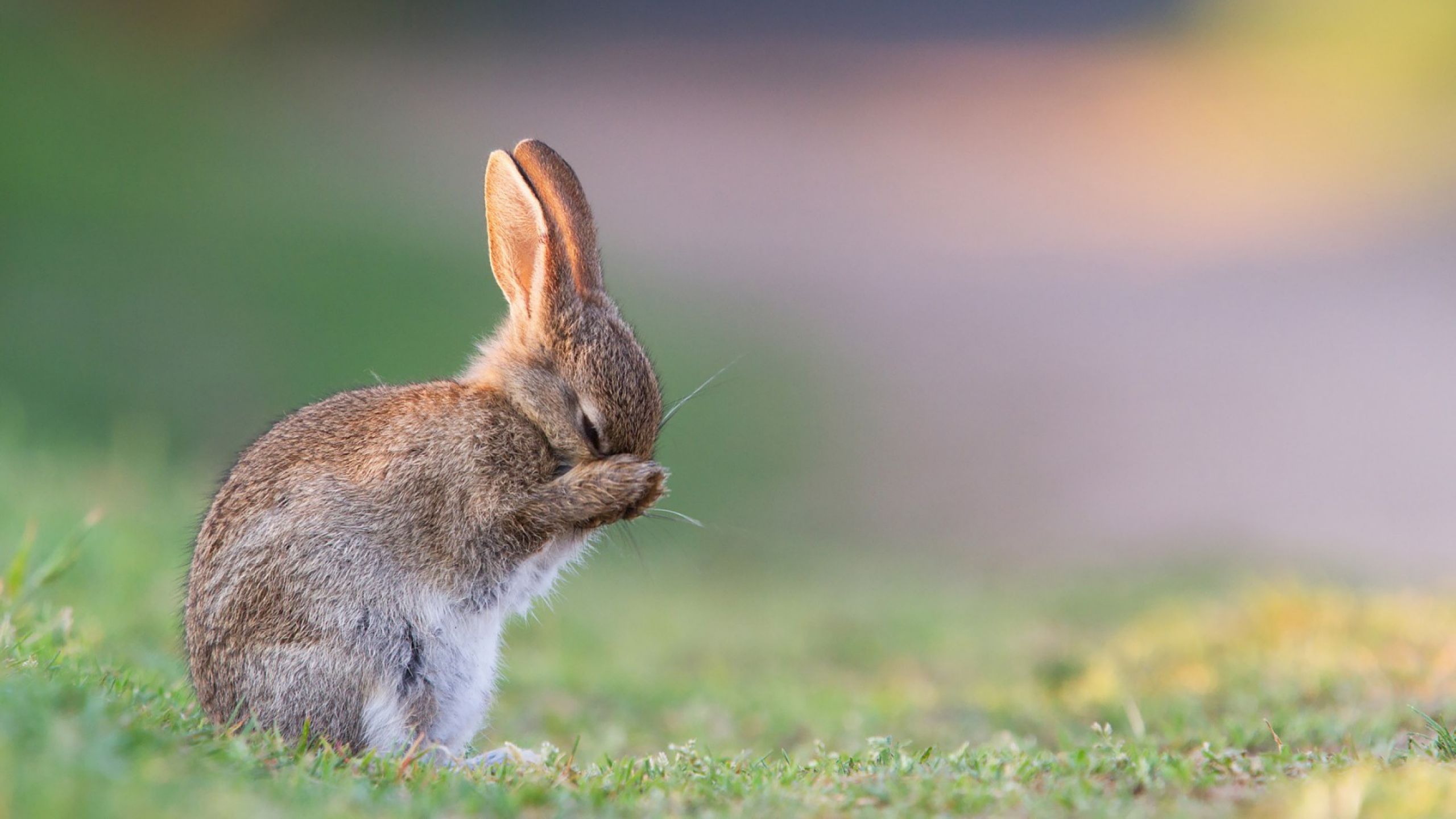 Bunny Backgrounds