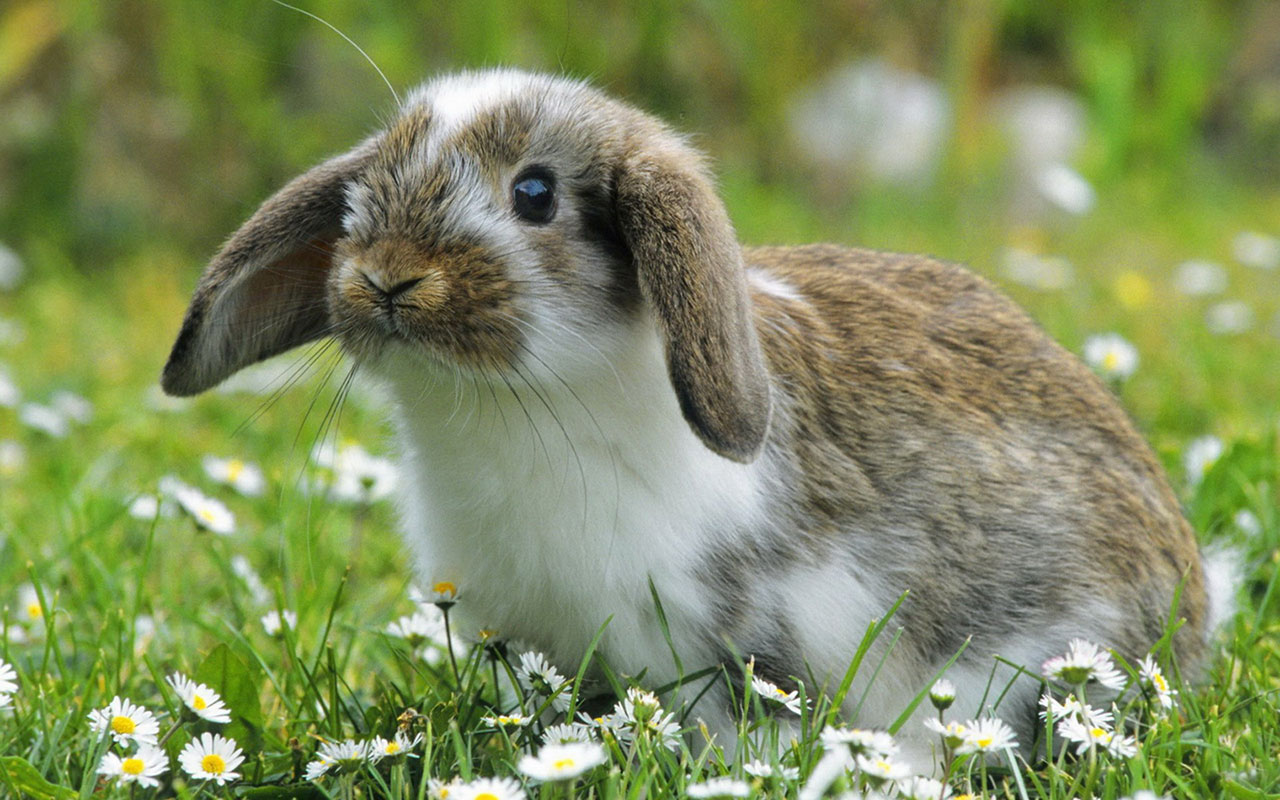 Bunny Backgrounds