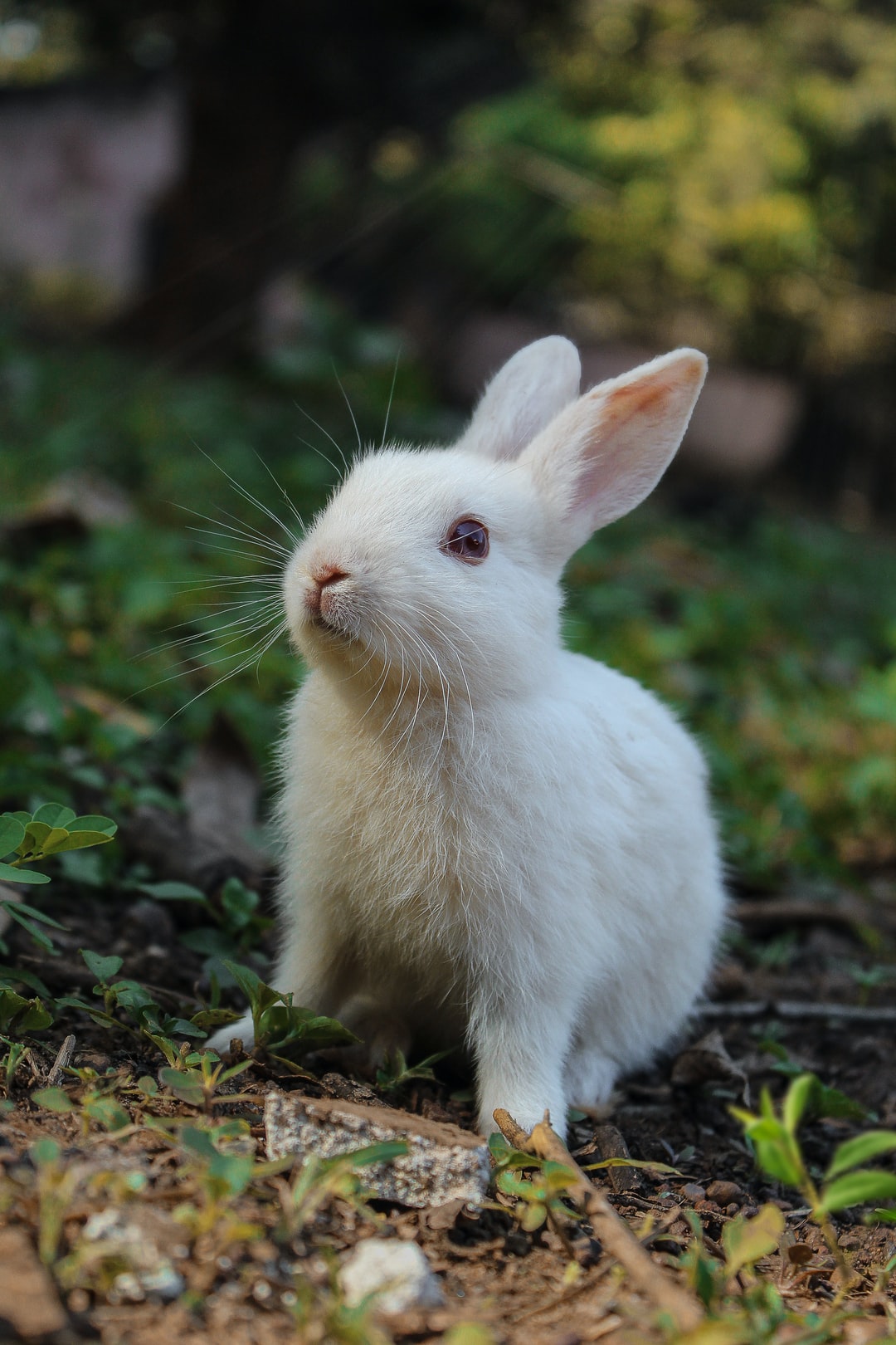 Bunny Backgrounds