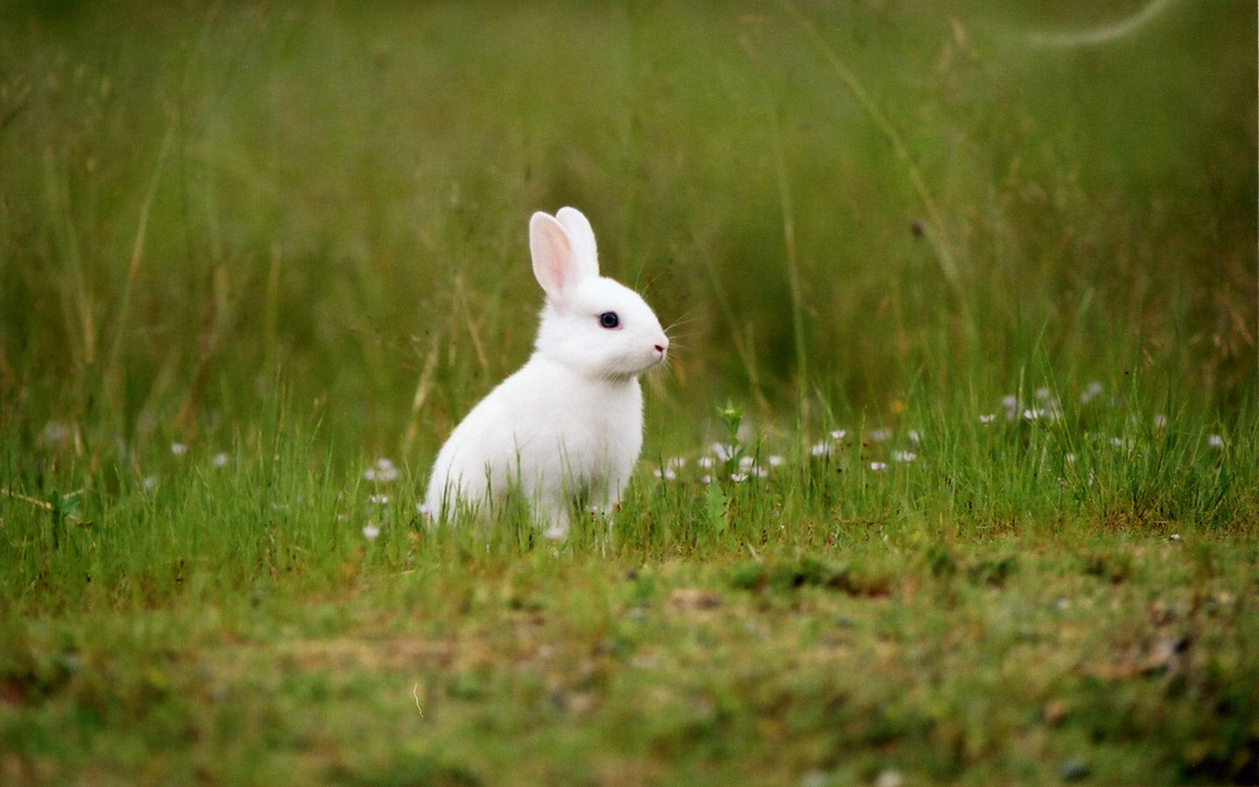 Bunny Backgrounds