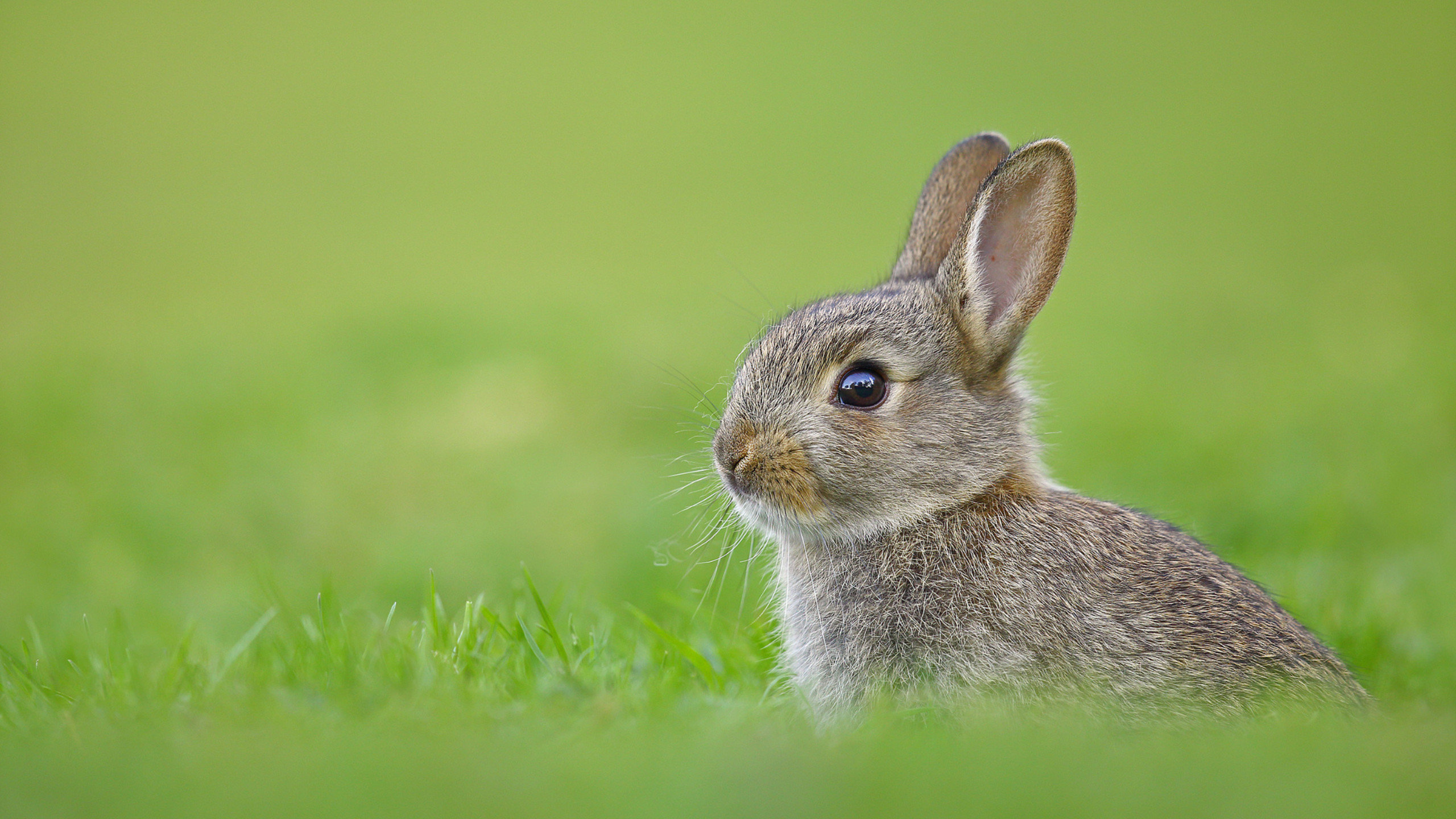 Bunny Backgrounds