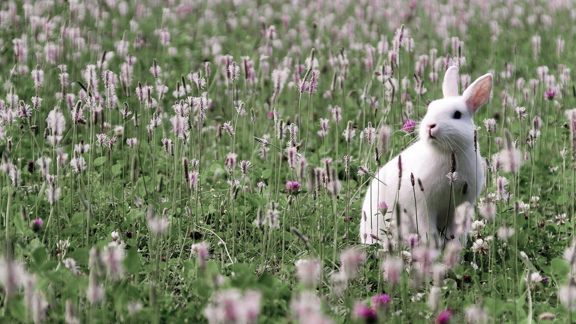 Bunny Backgrounds