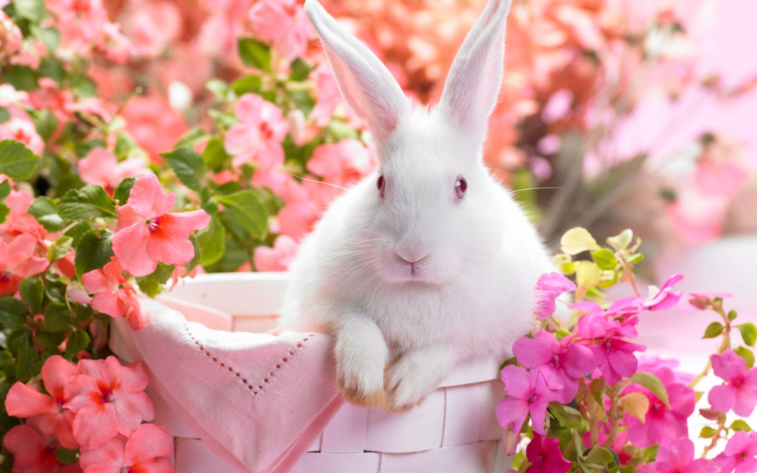 Bunny Backgrounds