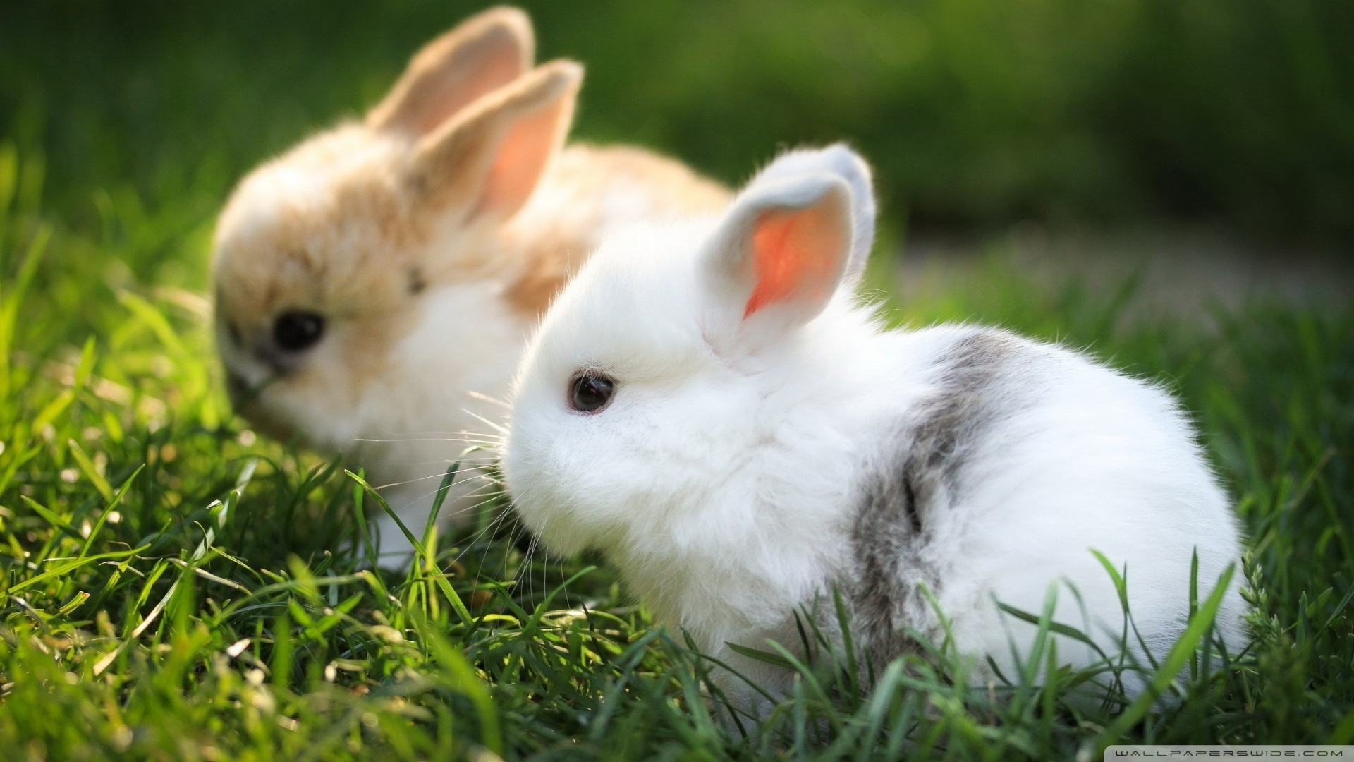 Bunny Backgrounds