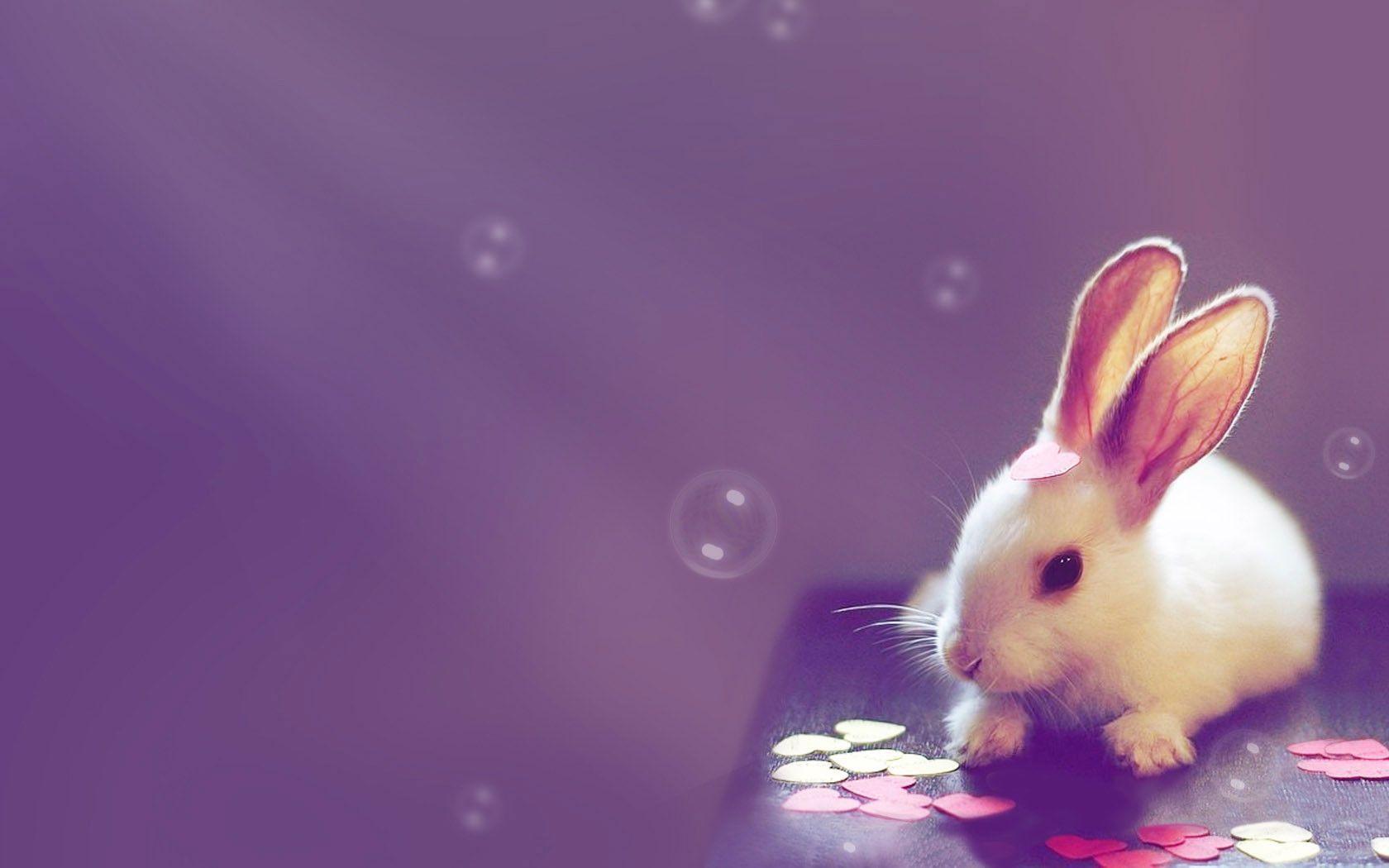 Bunny Phone Wallpapers