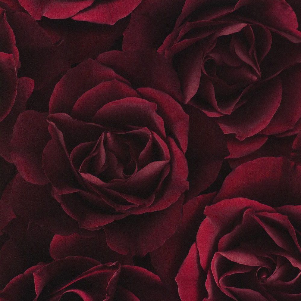 Burgundy Roses Wallpapers