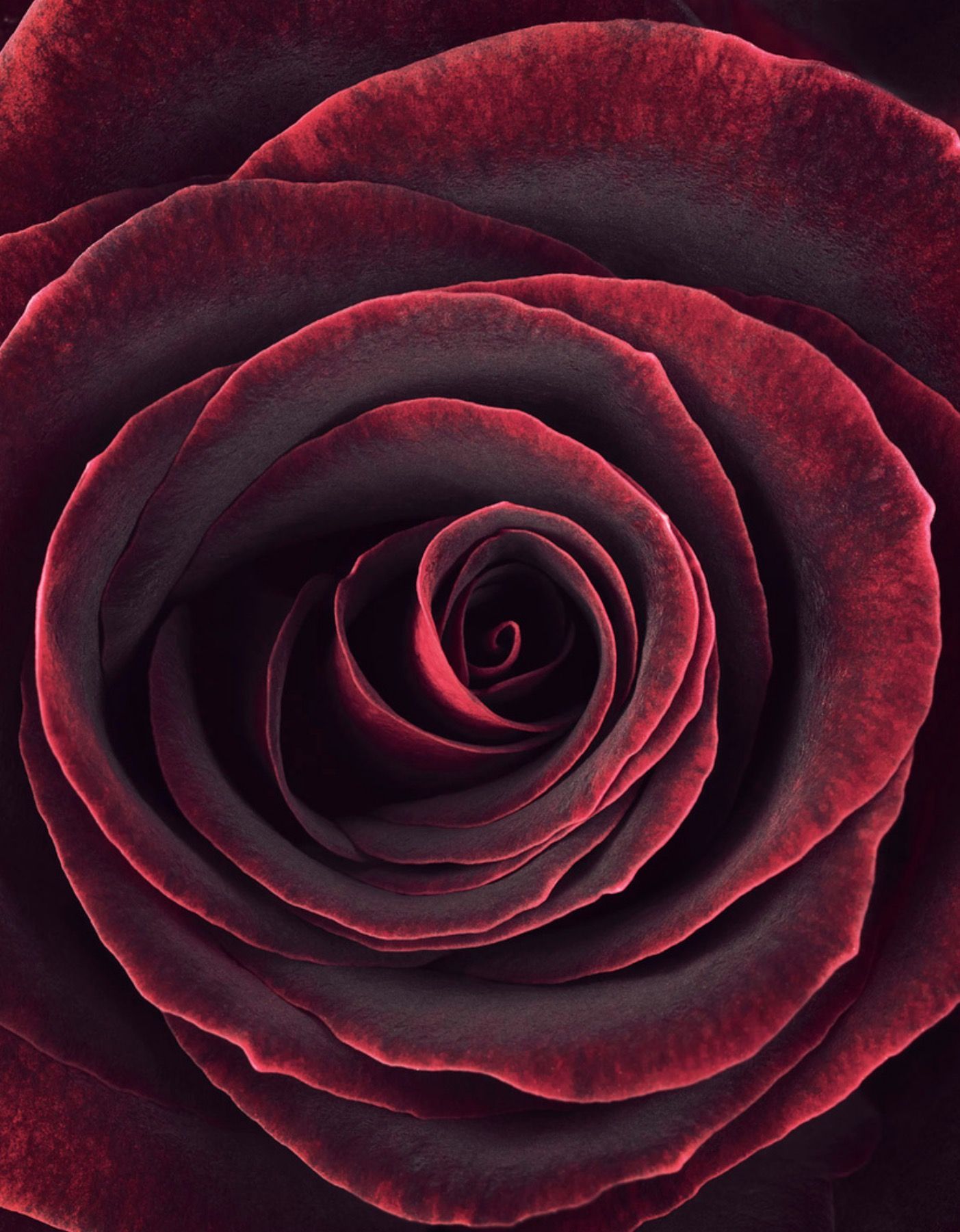 Burgundy Roses Wallpapers