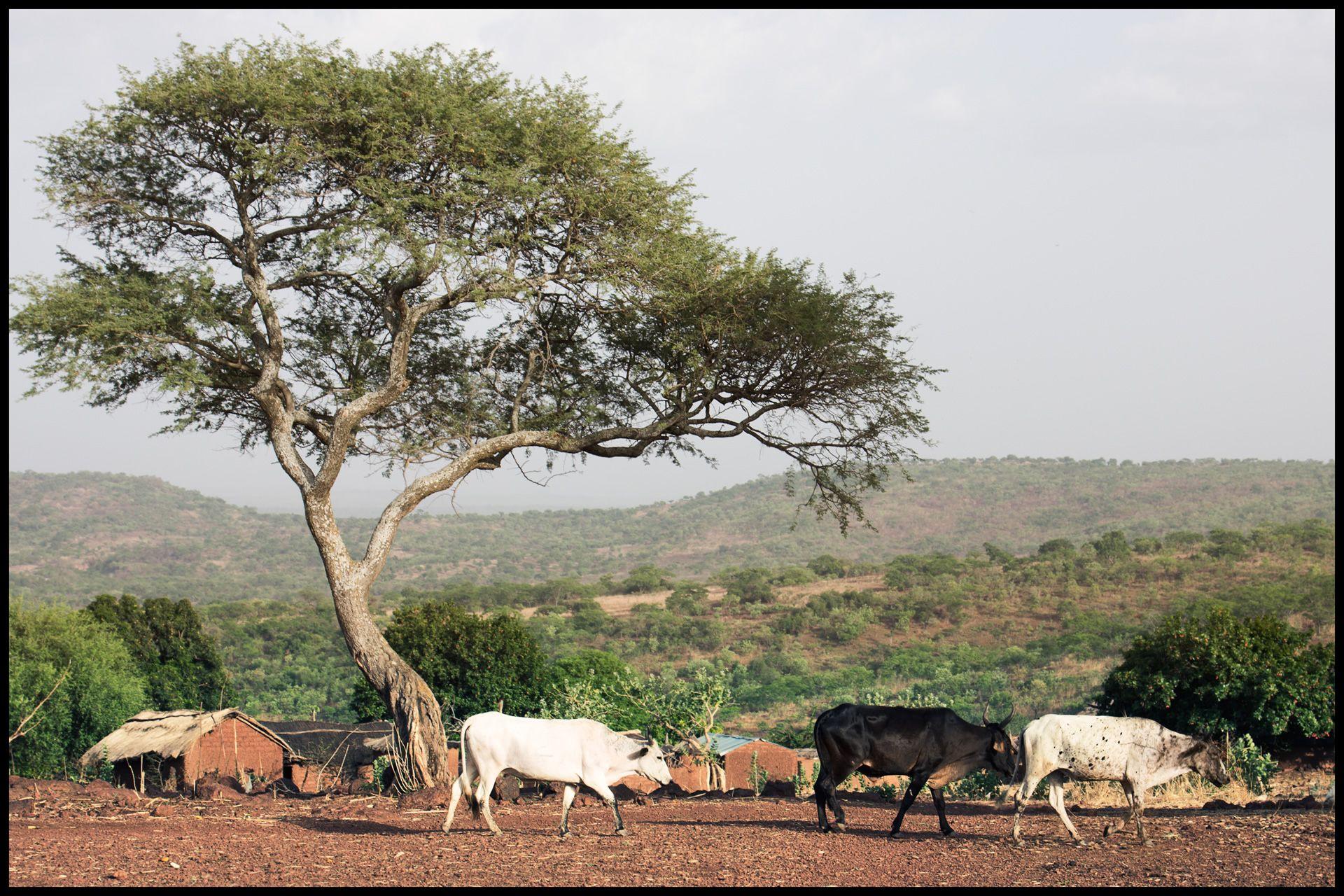 Burkina Faso Wallpapers