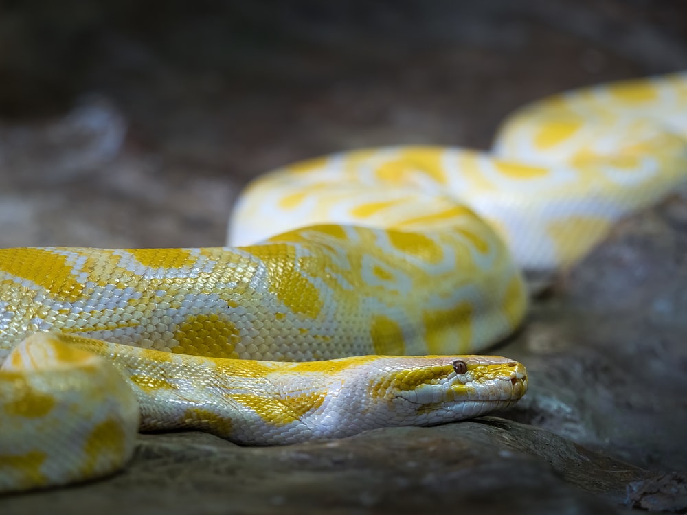 Burmese Python Images Wallpapers