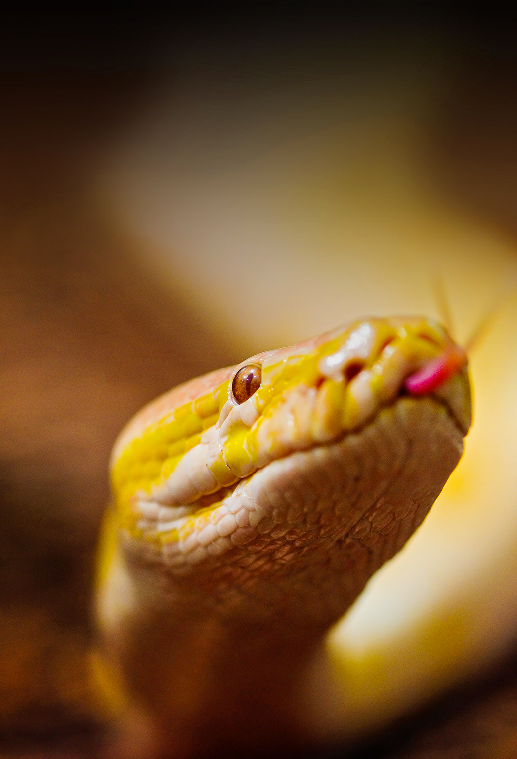 Burmese Python Images Wallpapers