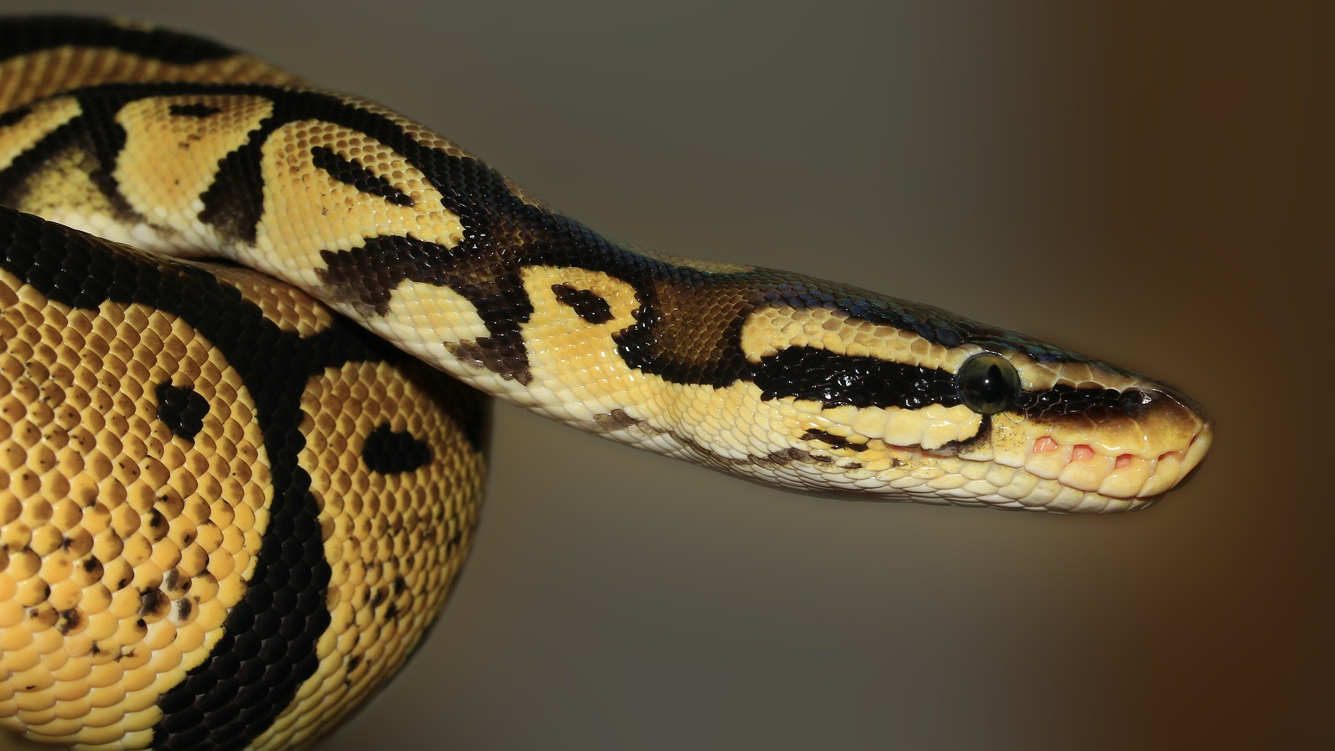 Burmese Python Images Wallpapers