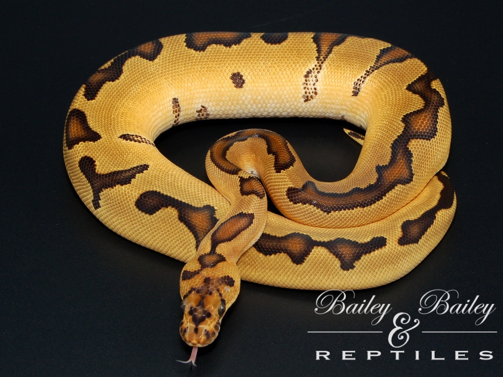 Burmese Python Images Wallpapers