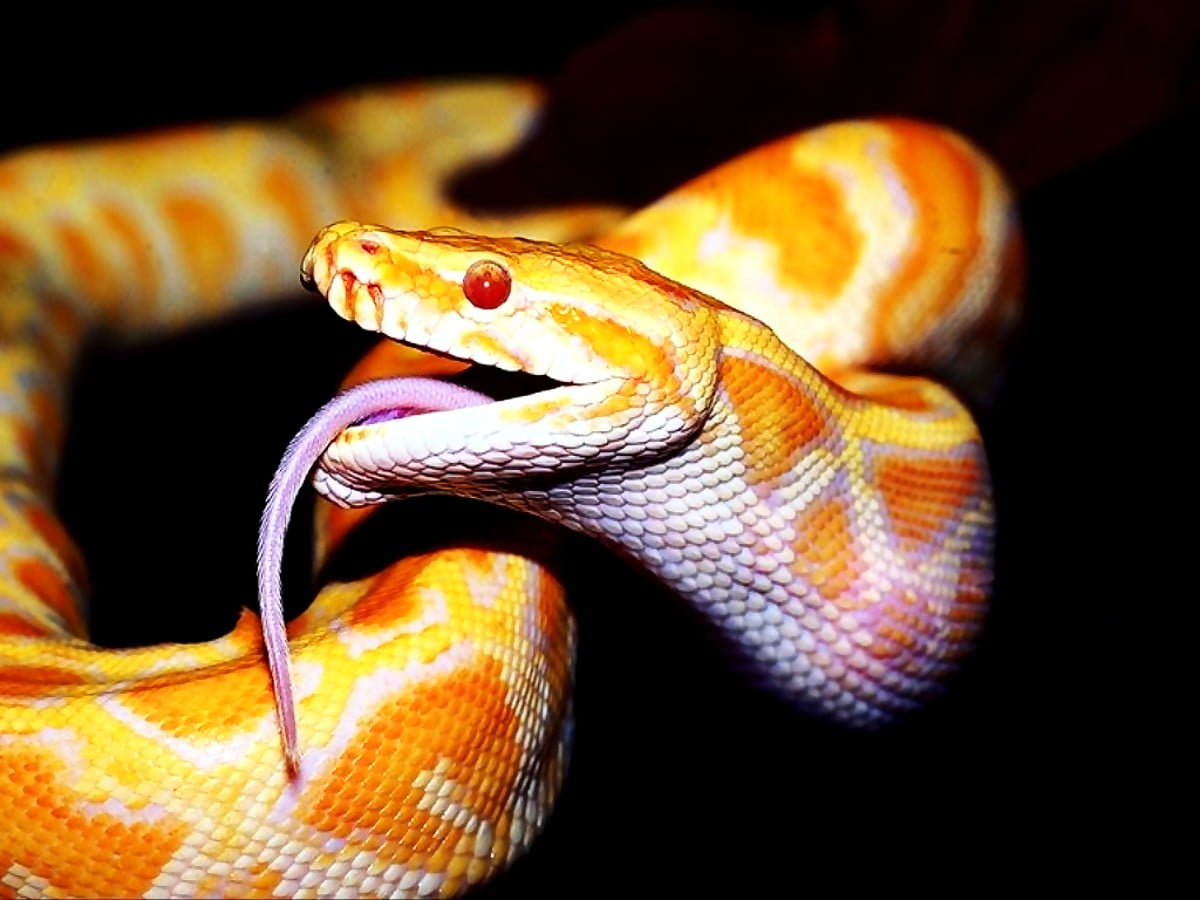 Burmese Python Images Wallpapers