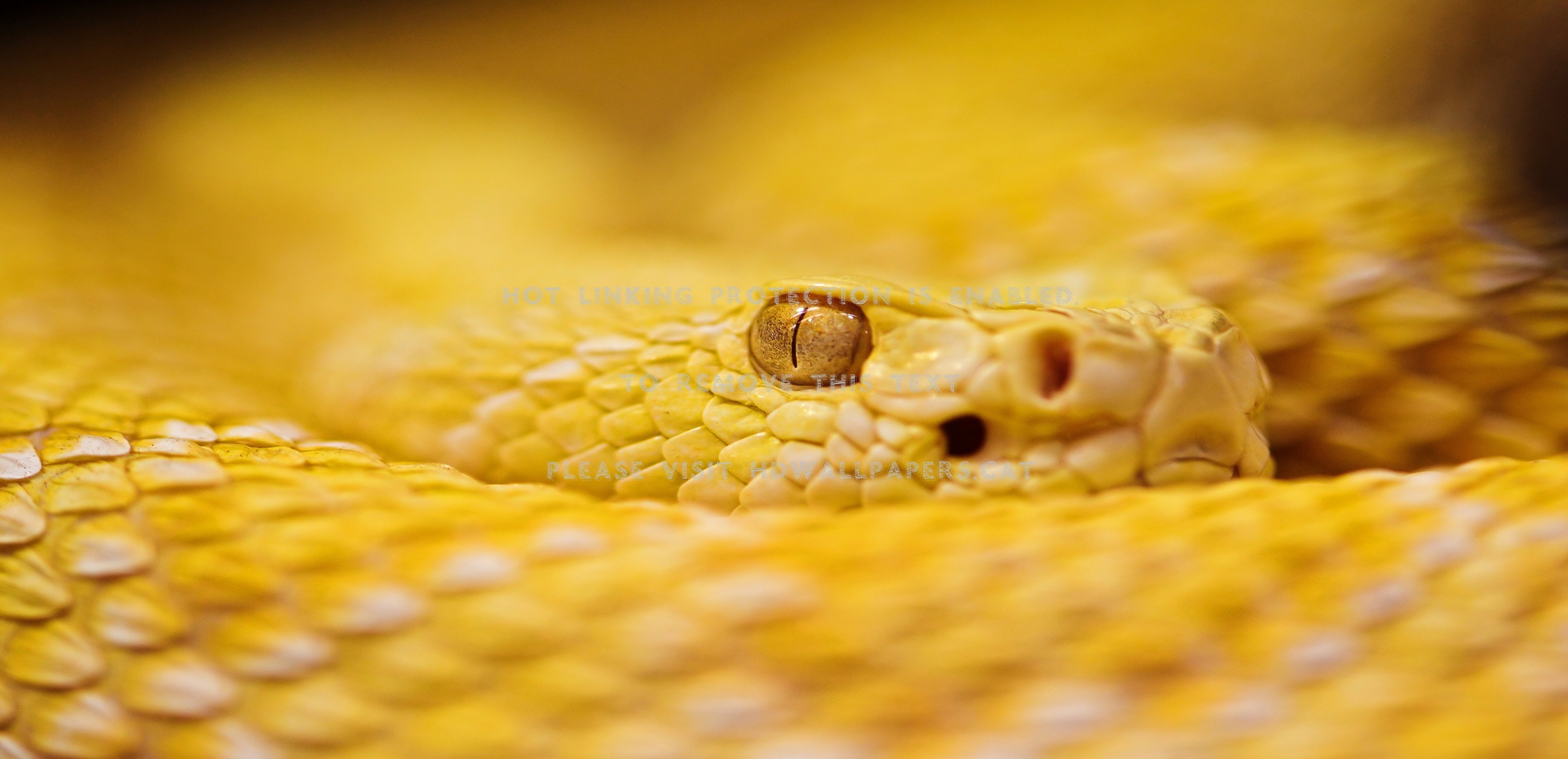 Burmese Python Images Wallpapers