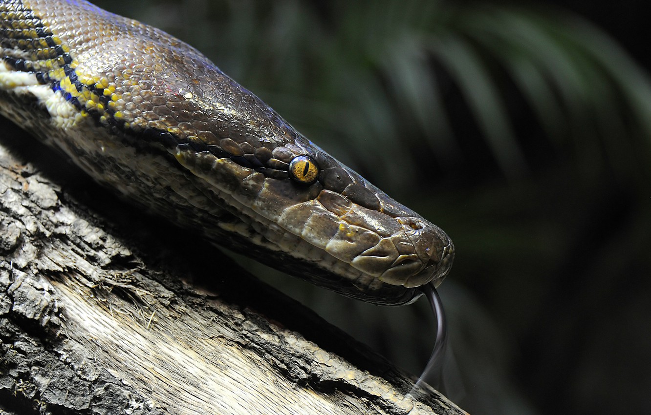 Burmese Python Images Wallpapers