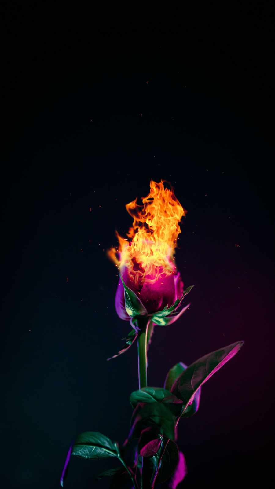 Burning Rose Wallpapers