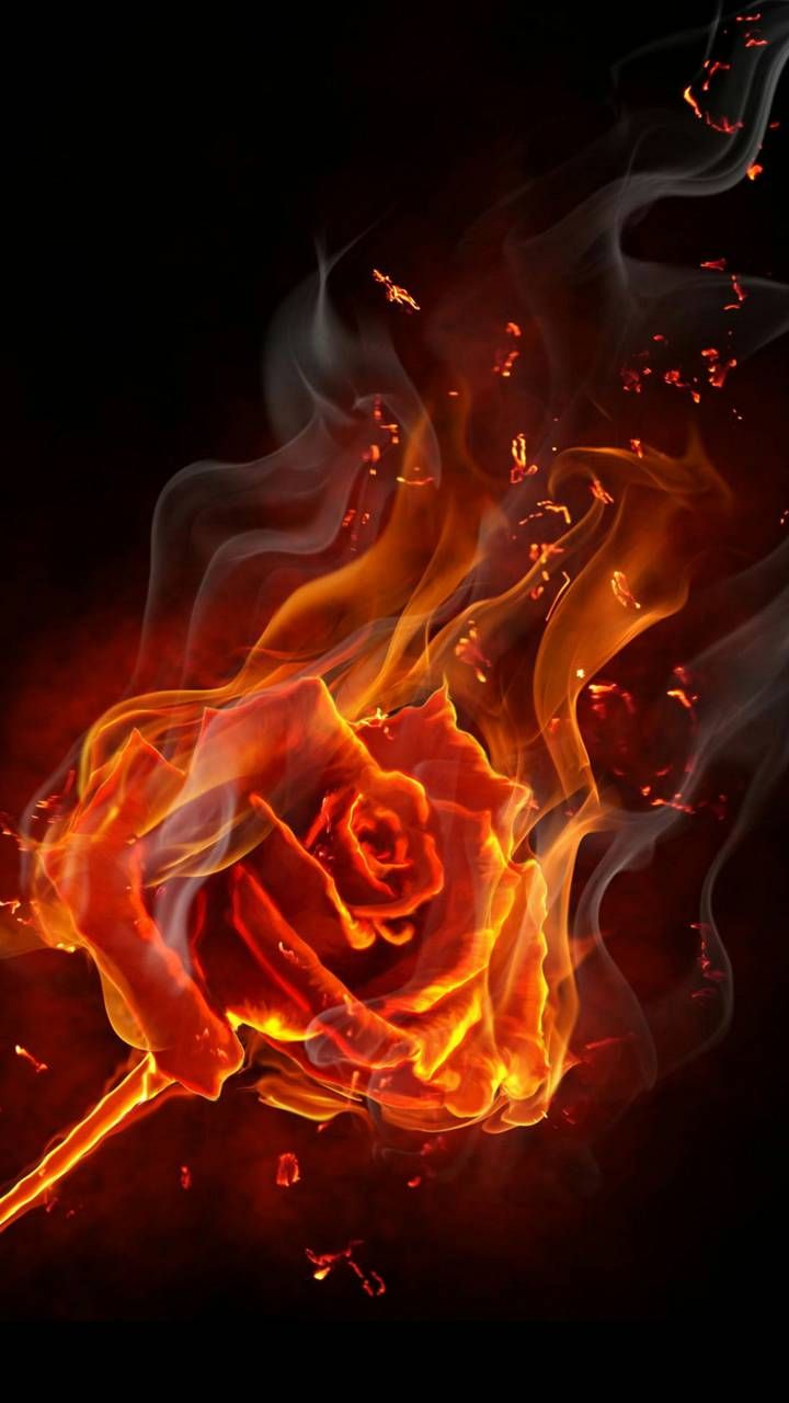 Burning Rose Wallpapers