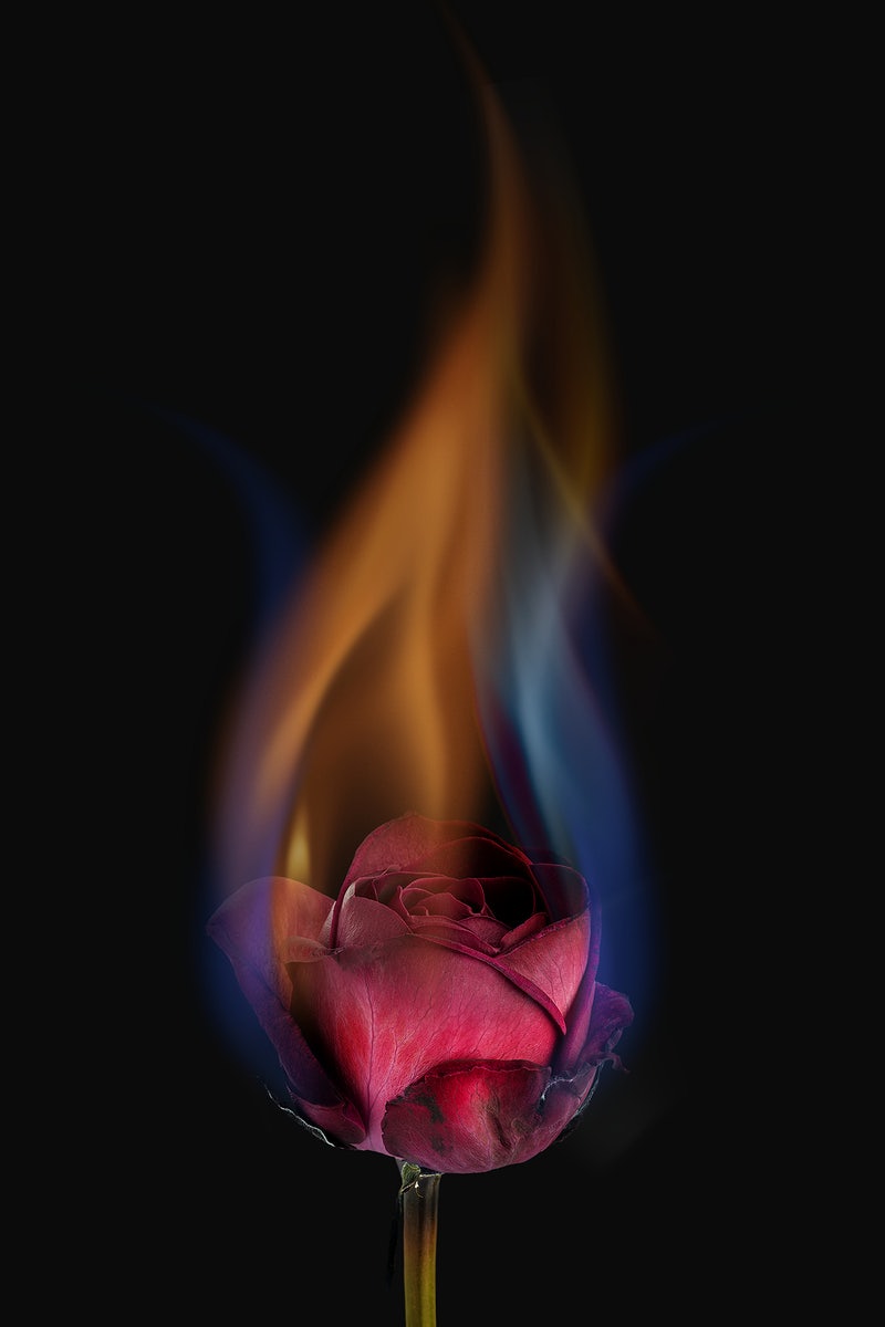 Burning Rose Wallpapers