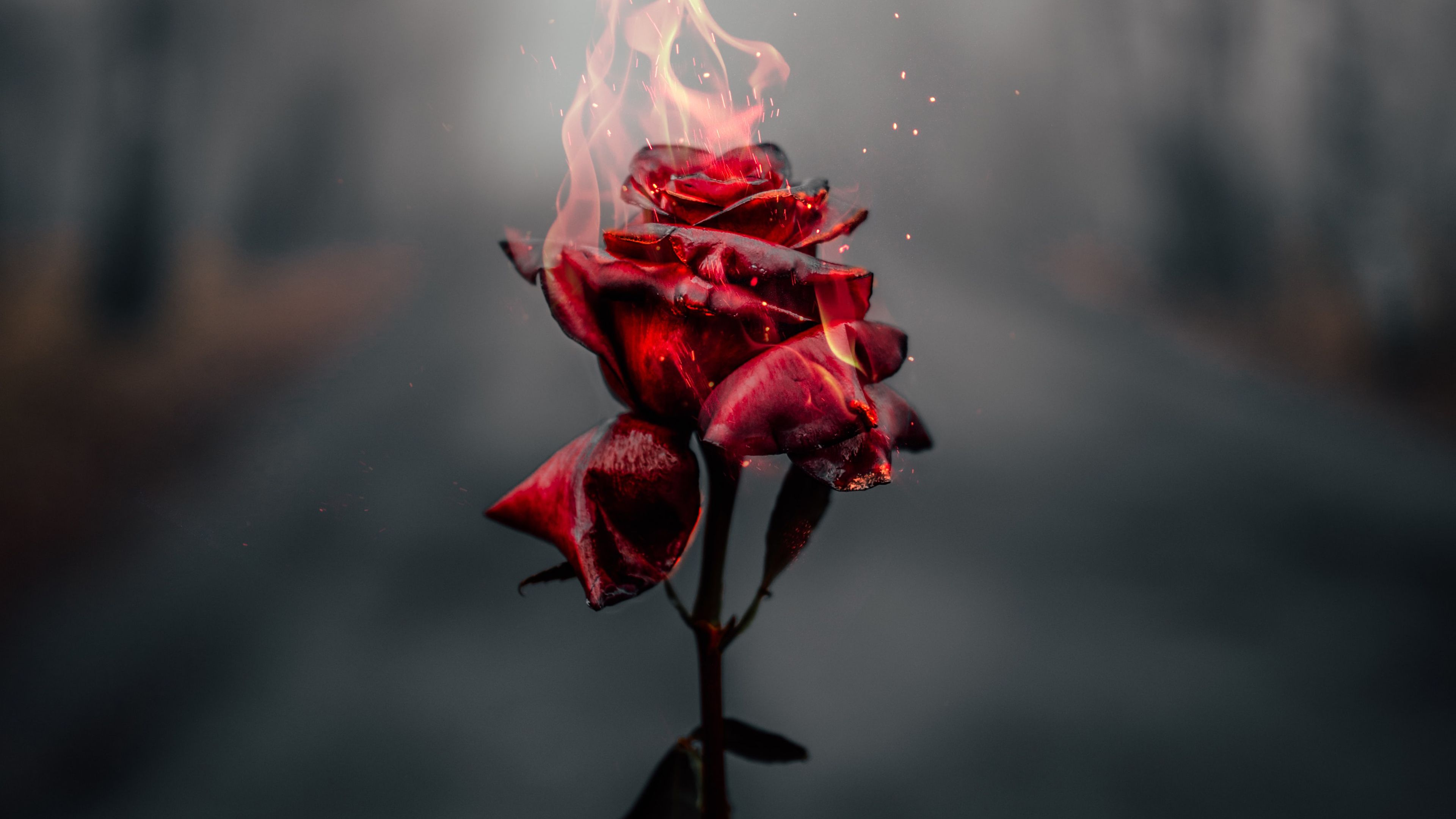 Burning Rose Wallpapers