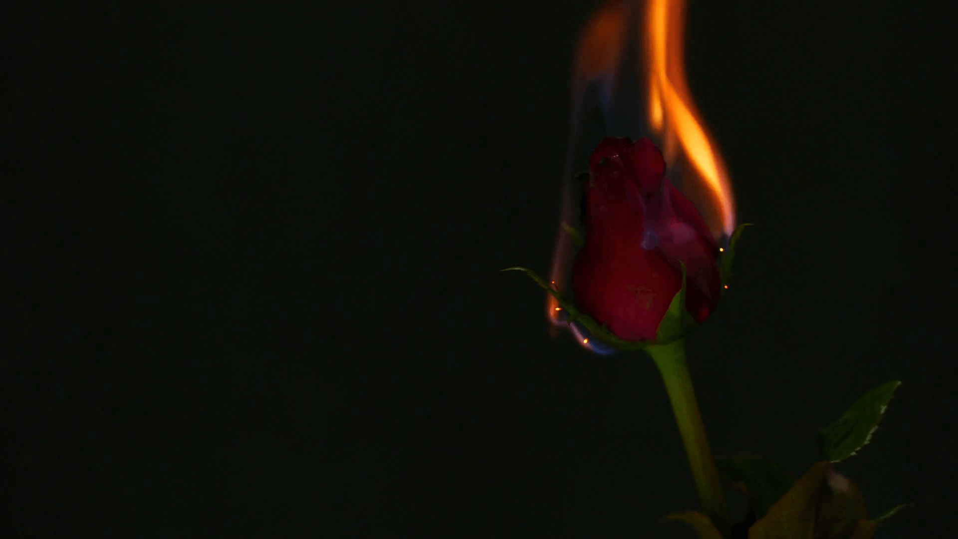 Burning Rose Wallpapers