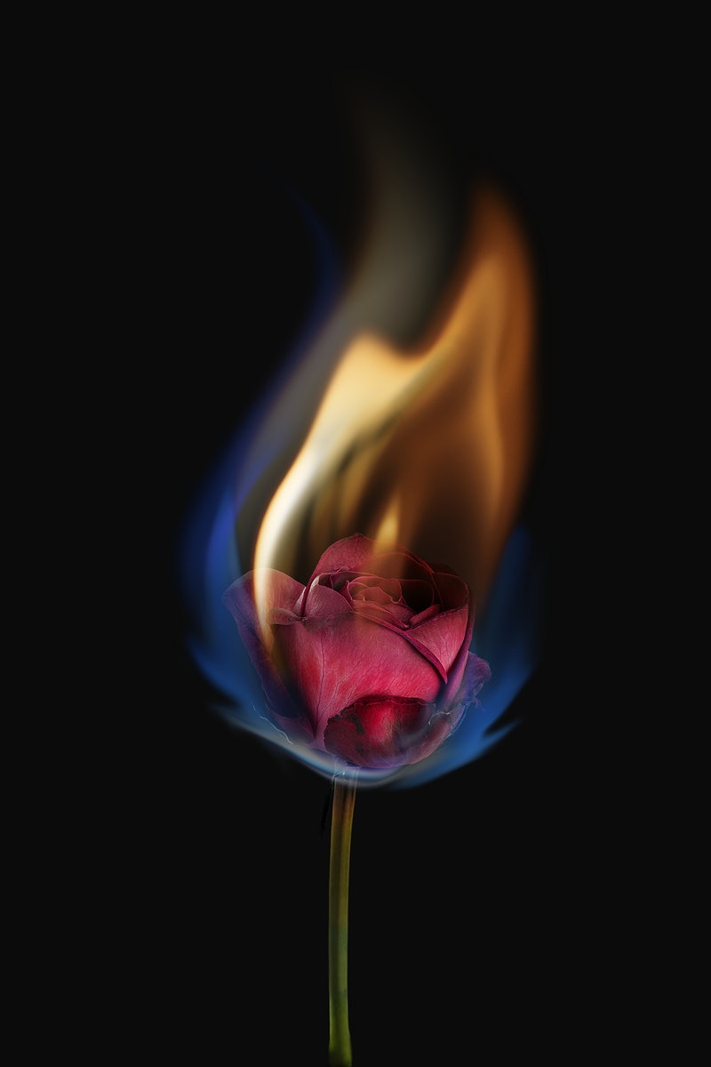 Burning Rose Wallpapers