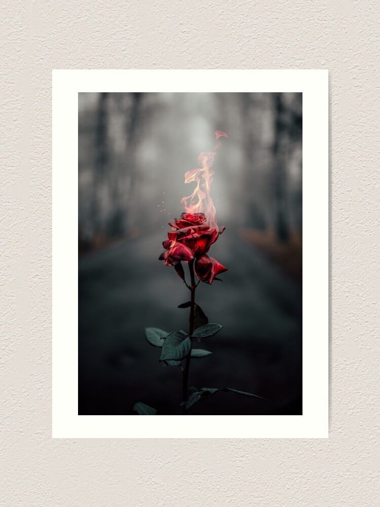 Burning Rose Wallpapers