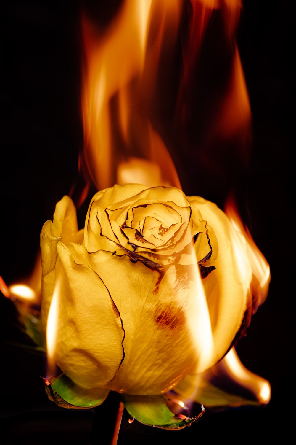 Burning Rose Wallpapers