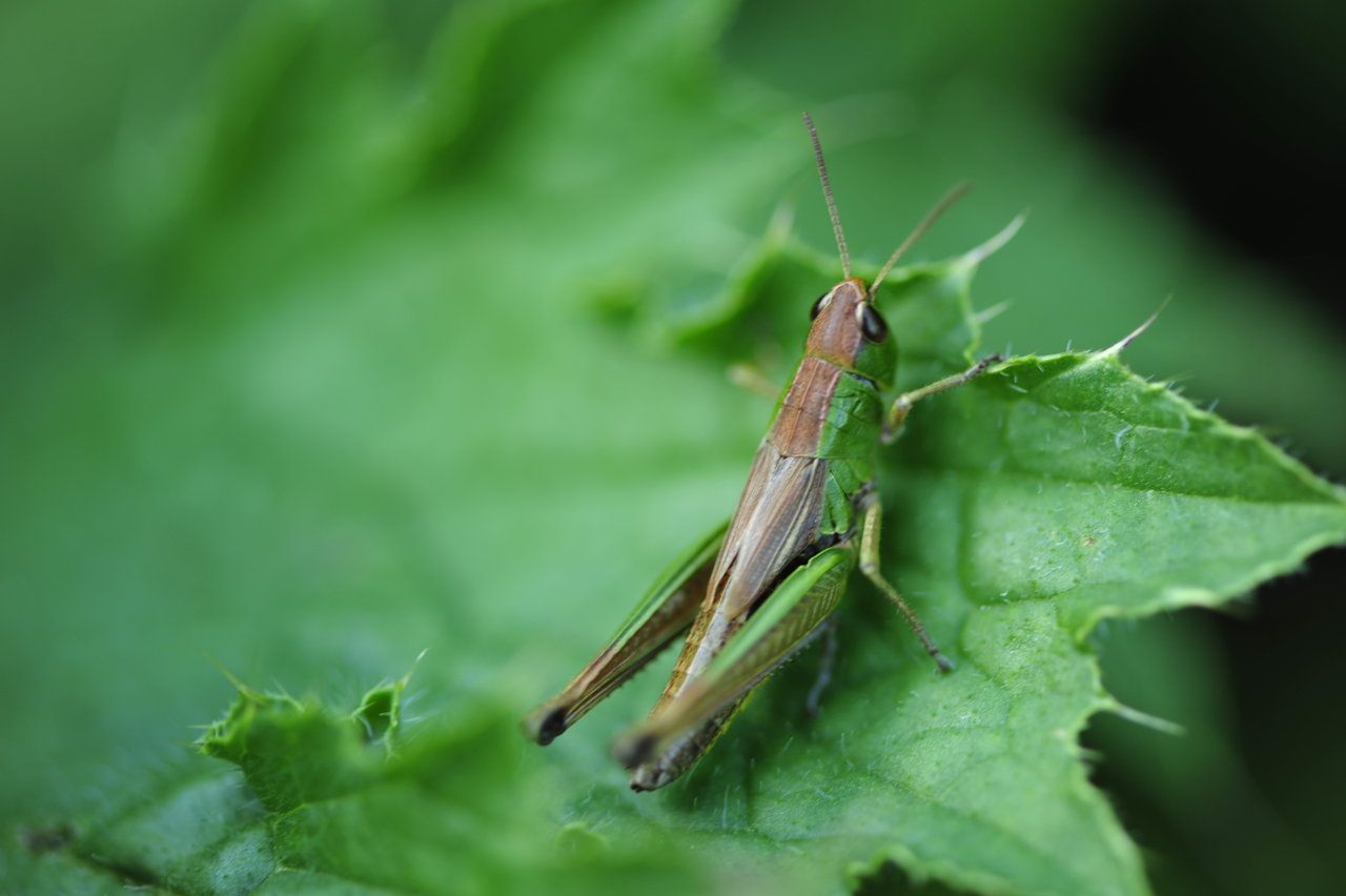 Bush Crickets Wallpapers