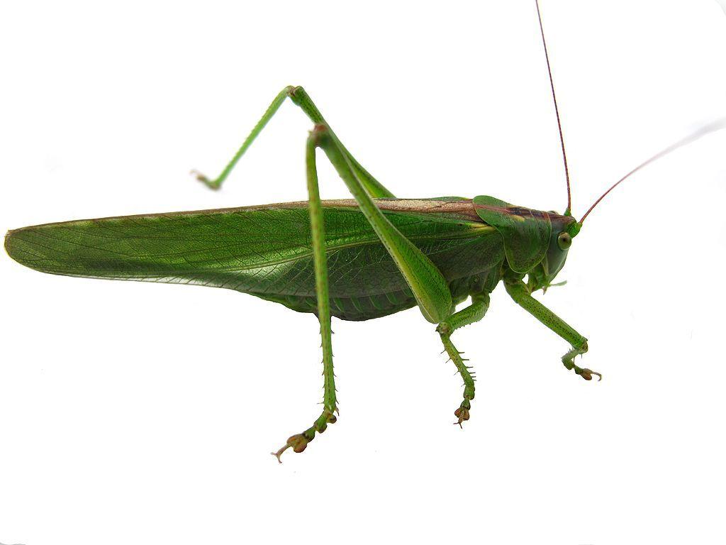 Bush Crickets Wallpapers