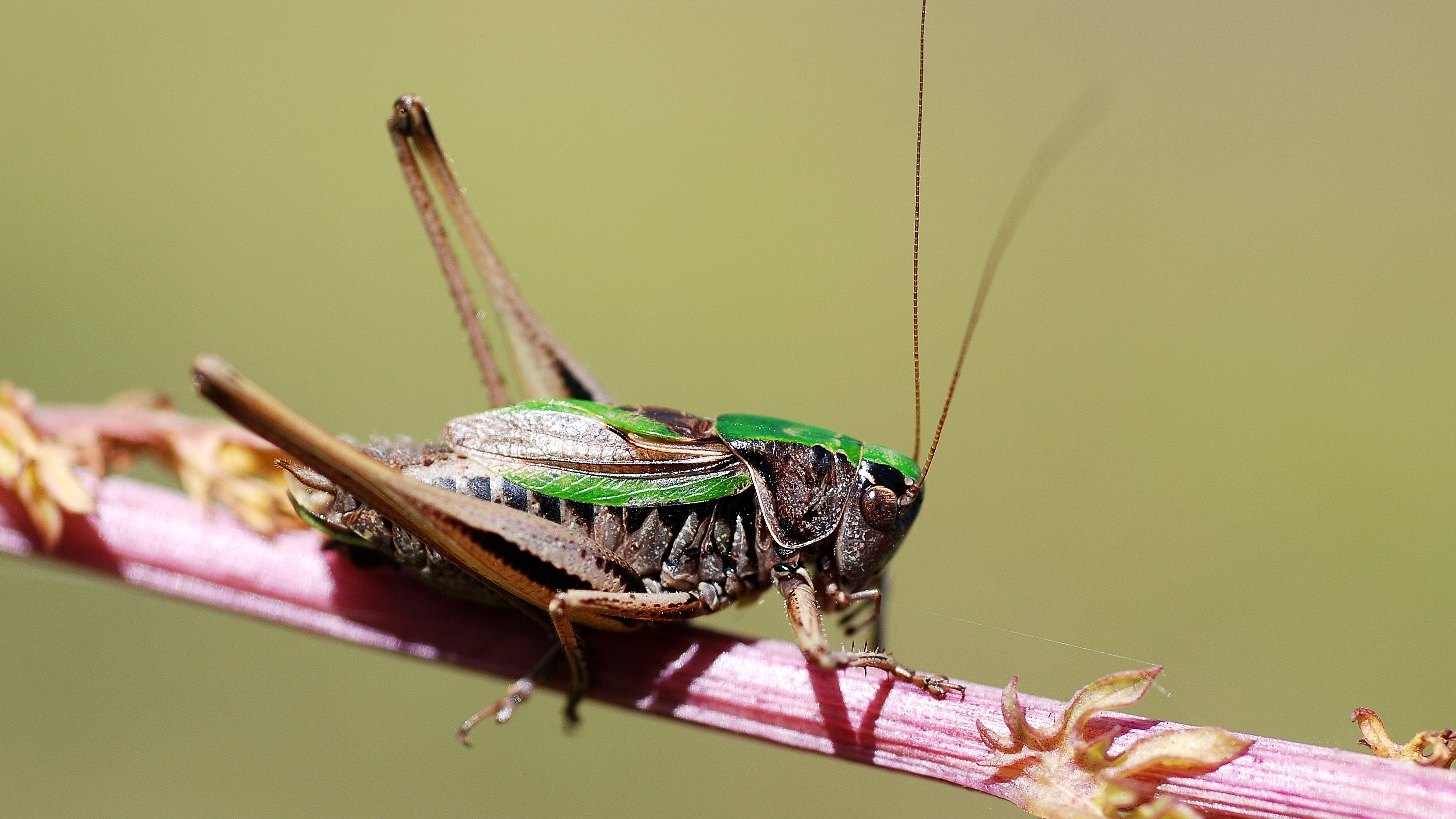 Bush Crickets Wallpapers