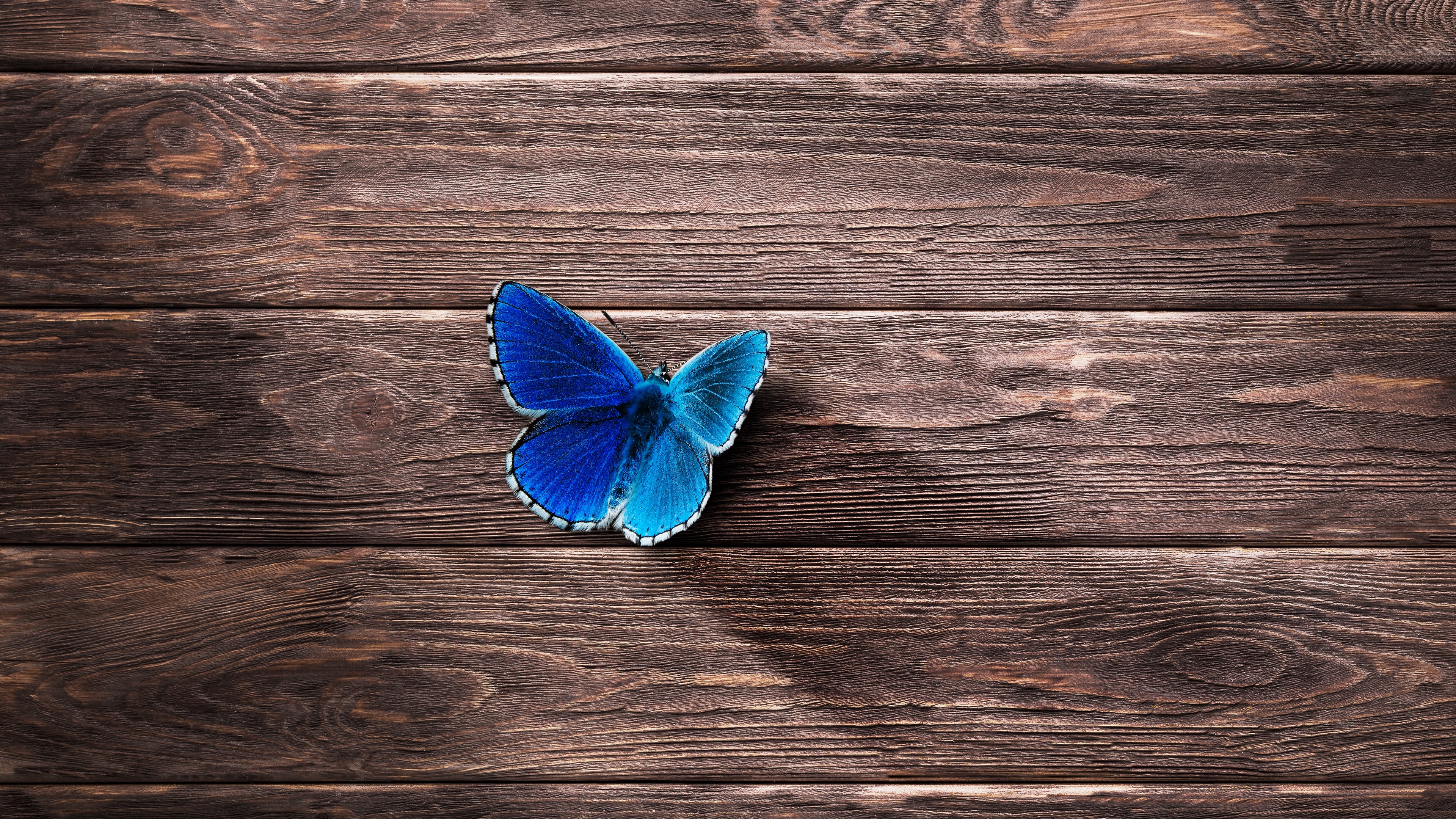 Butterfly 4K Wallpapers