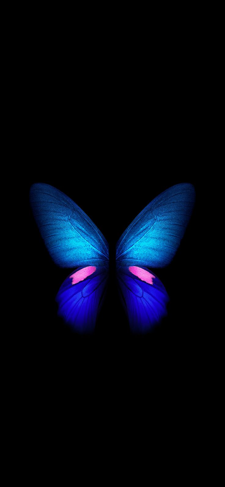 Butterfly 4K Wallpapers