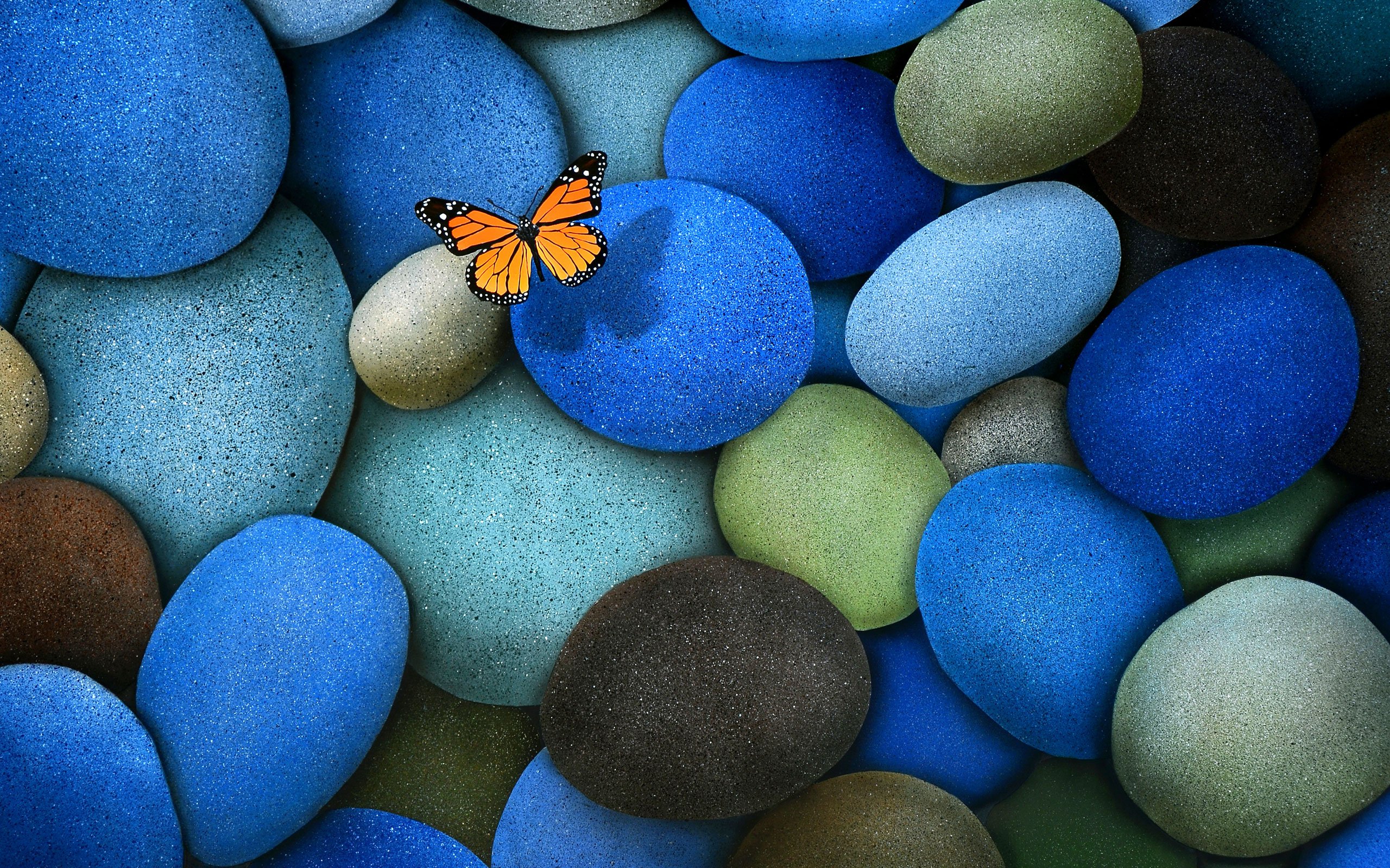 Butterfly 4K Wallpapers