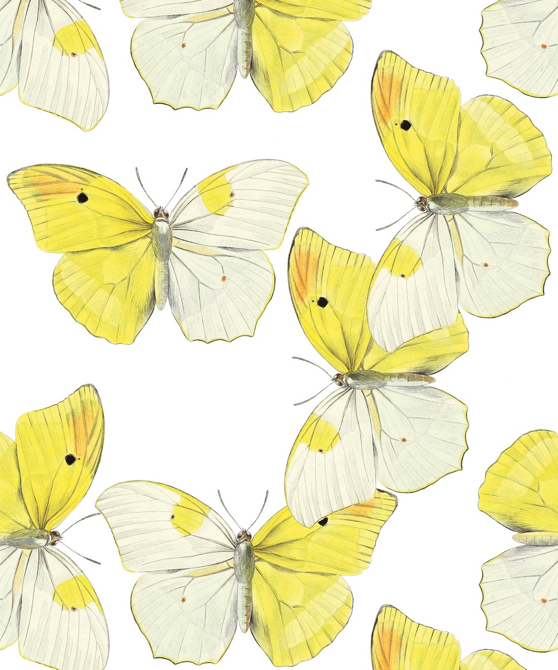 Butterfly Background