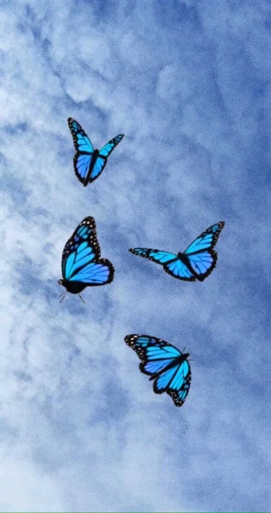 Butterfly Background