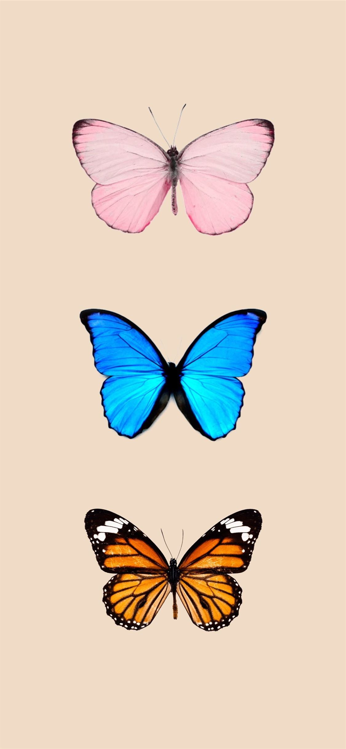 Butterfly Background