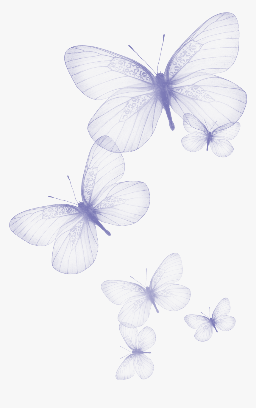 Butterfly Background