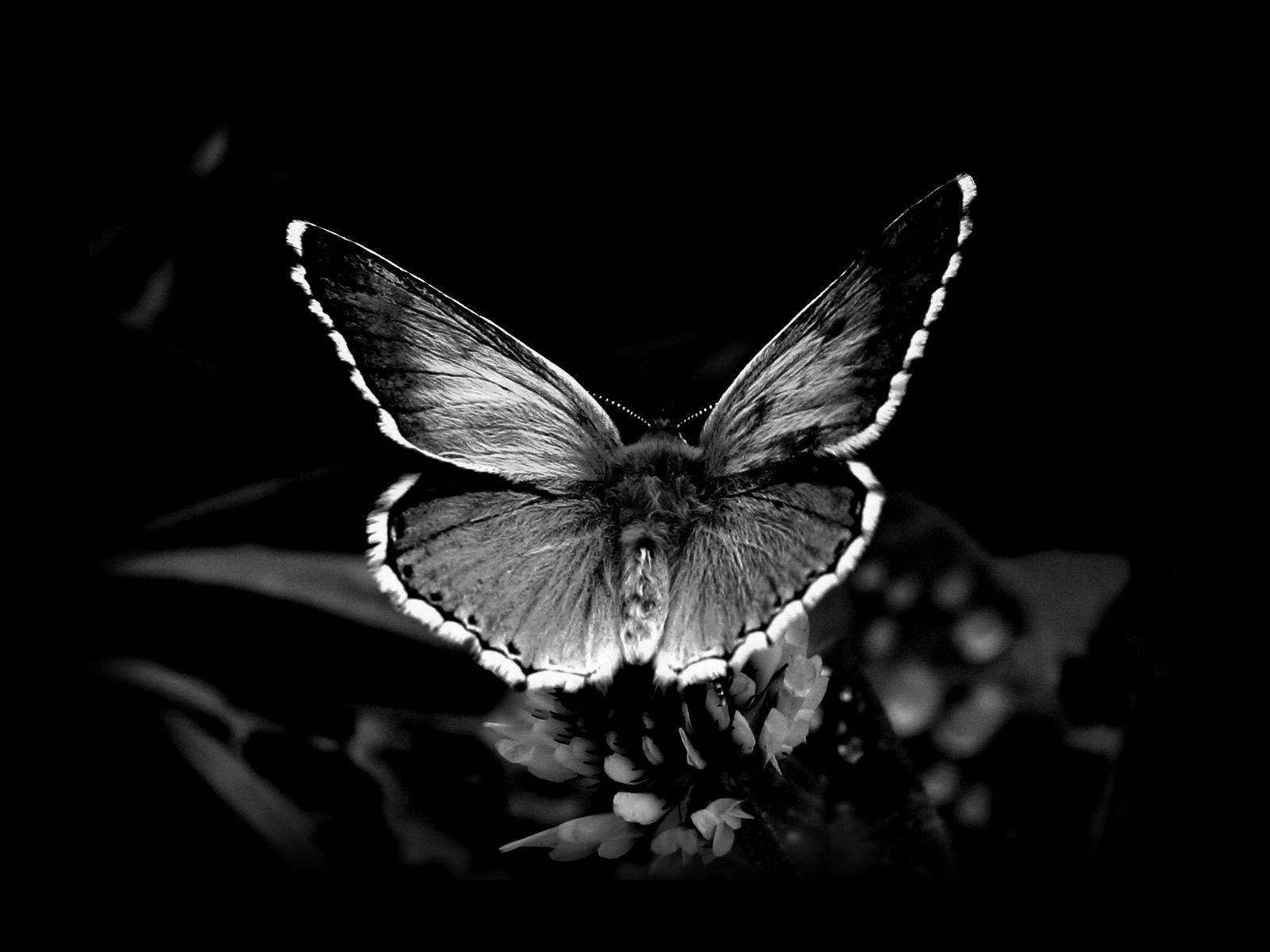 Butterfly Black And White Wallpapers