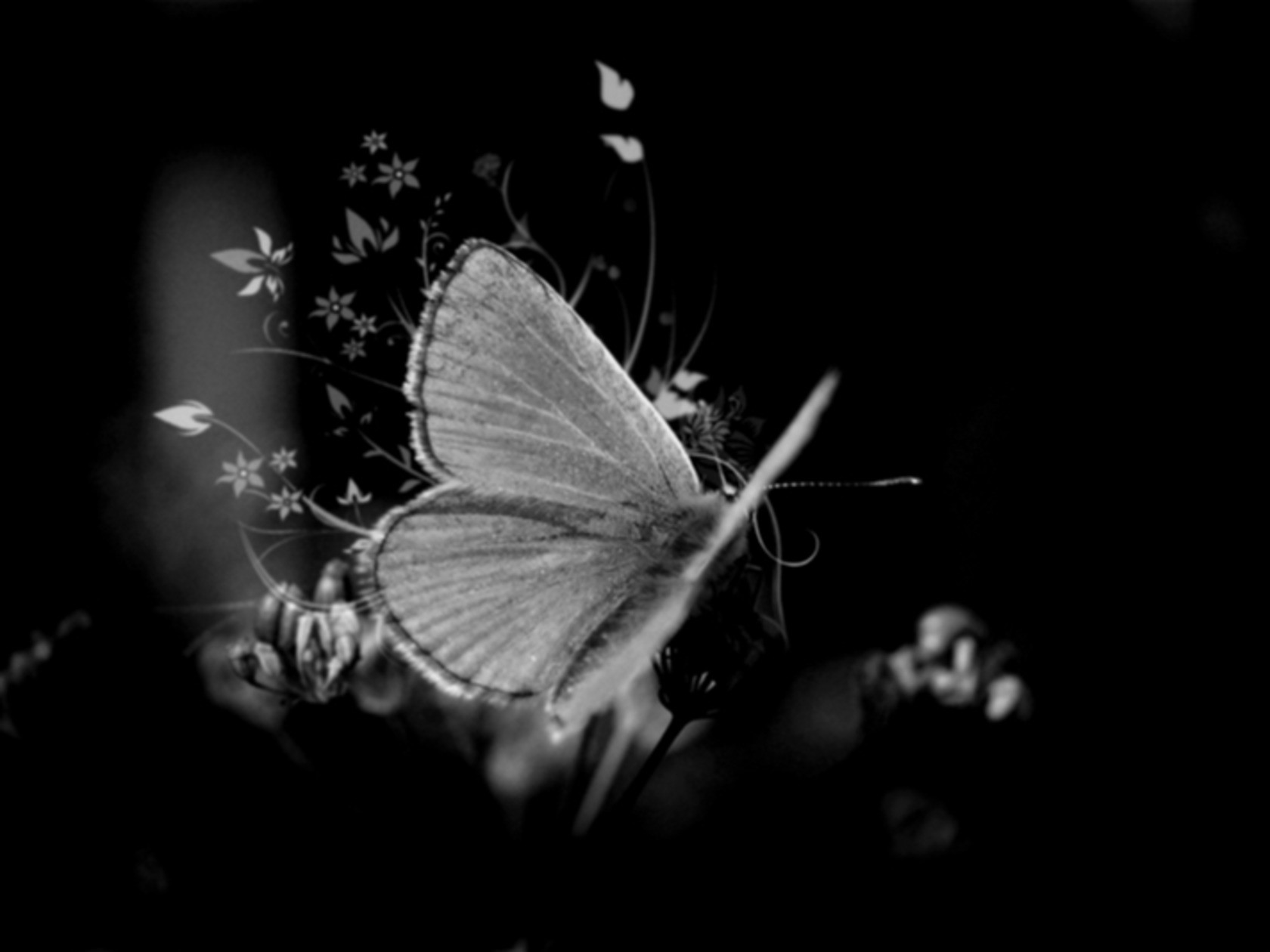 Butterfly Black And White Wallpapers