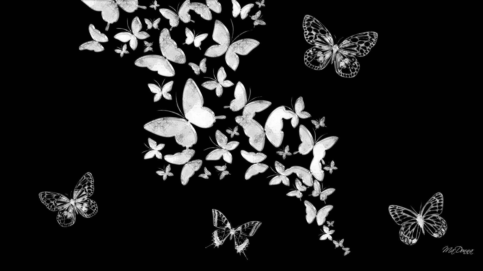 Butterfly Black And White Wallpapers