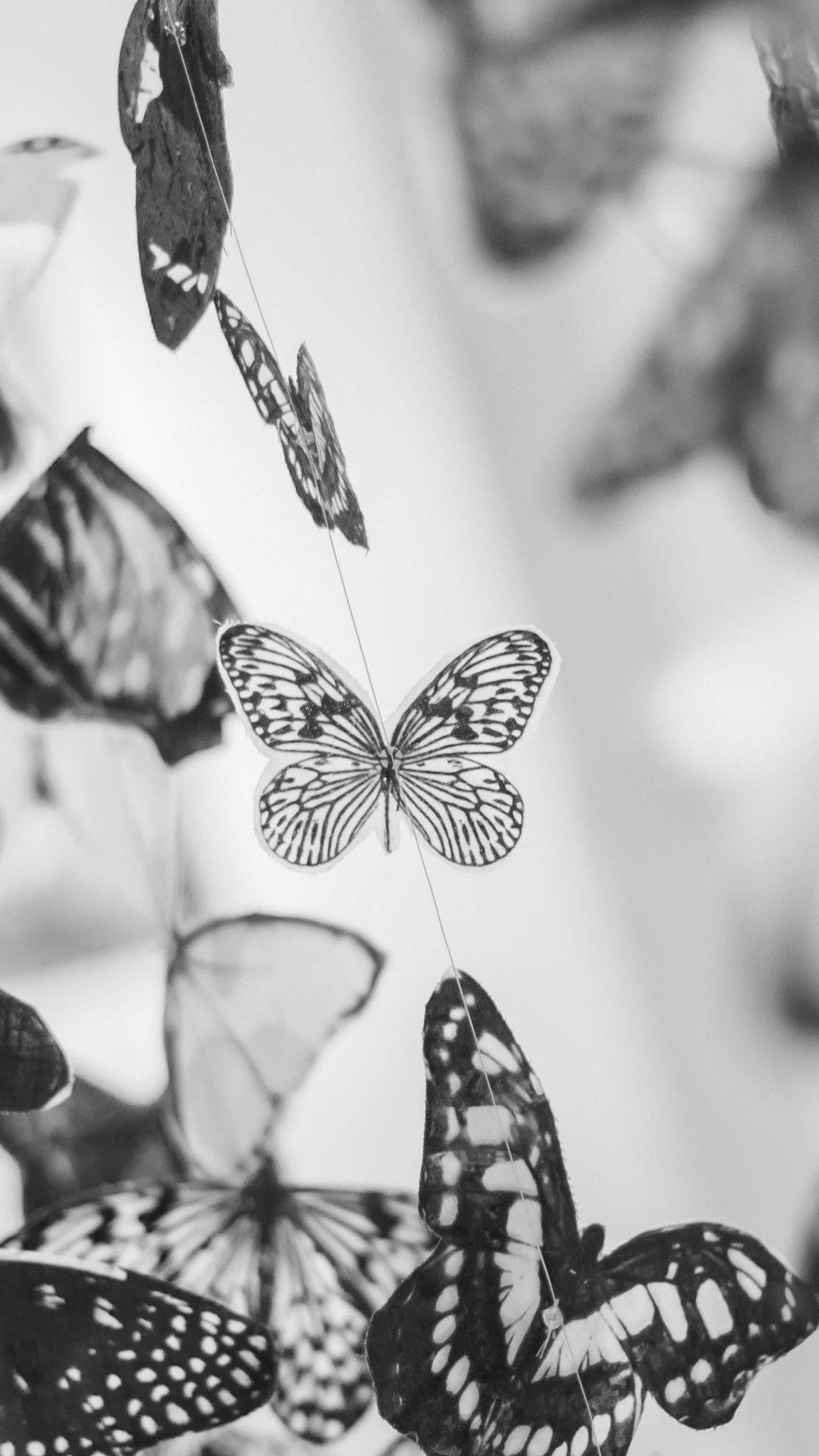 Butterfly Black And White Wallpapers