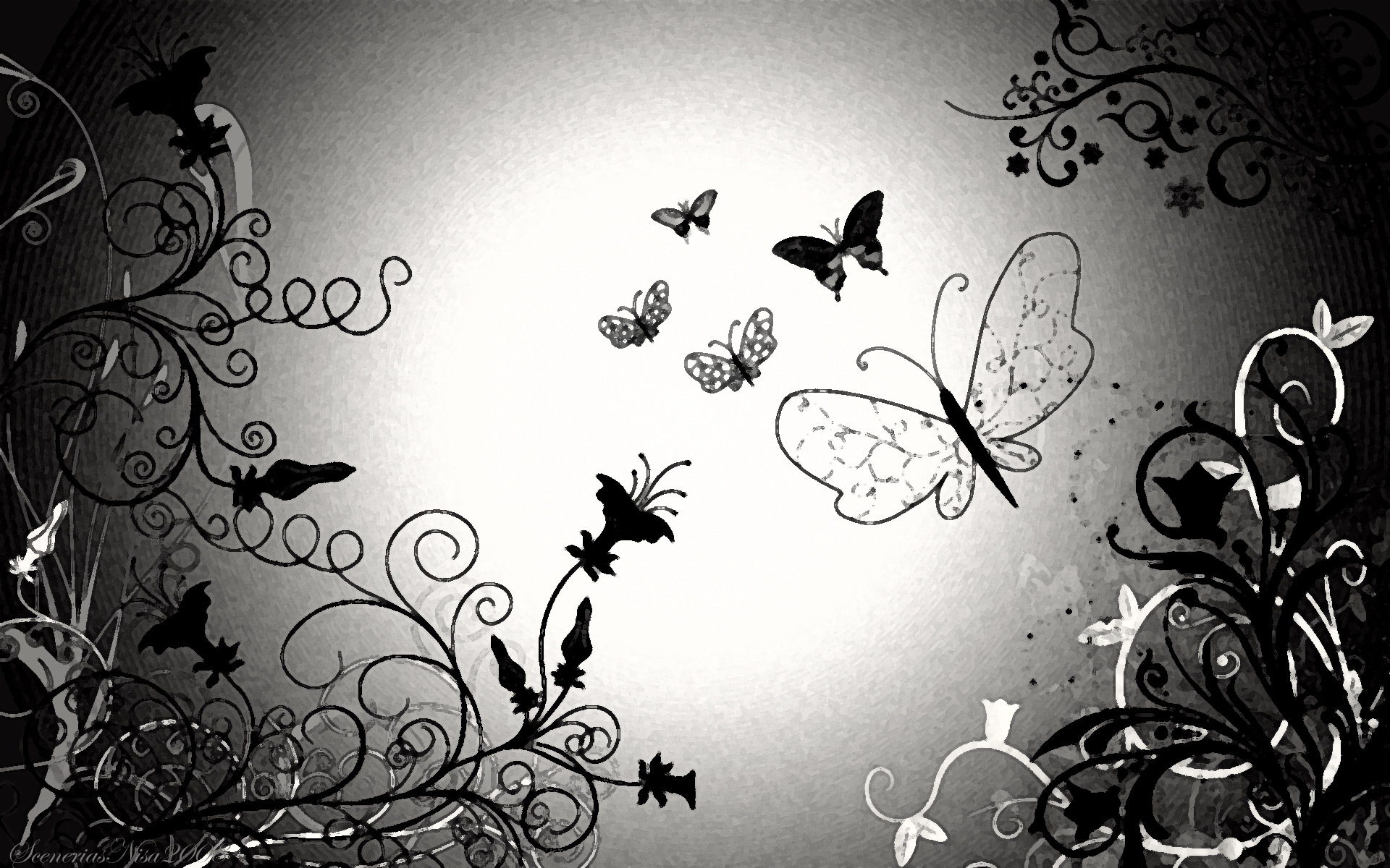 Butterfly Black And White Wallpapers